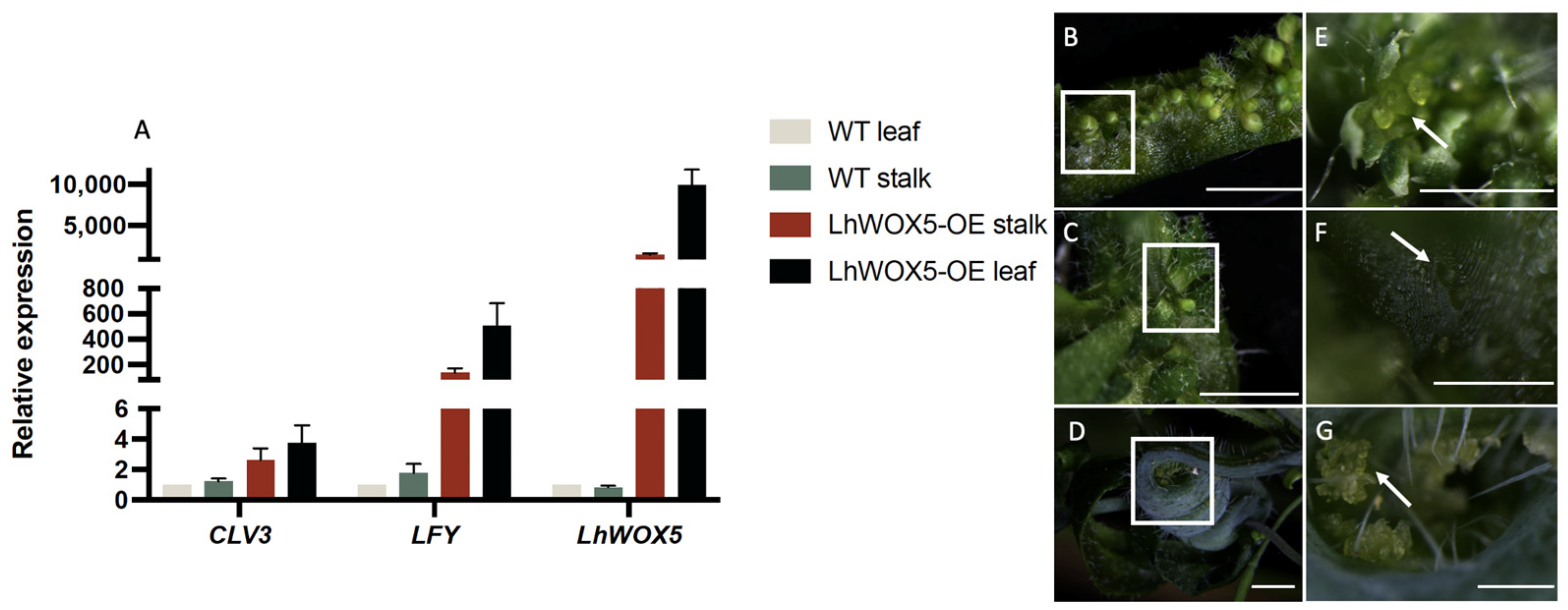 Ijms 24 00906 g004 Ijms 24 00906 g004