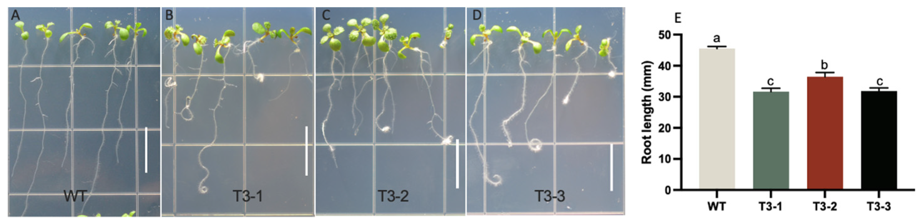 Ijms 24 00906 g005 Ijms 24 00906 g005