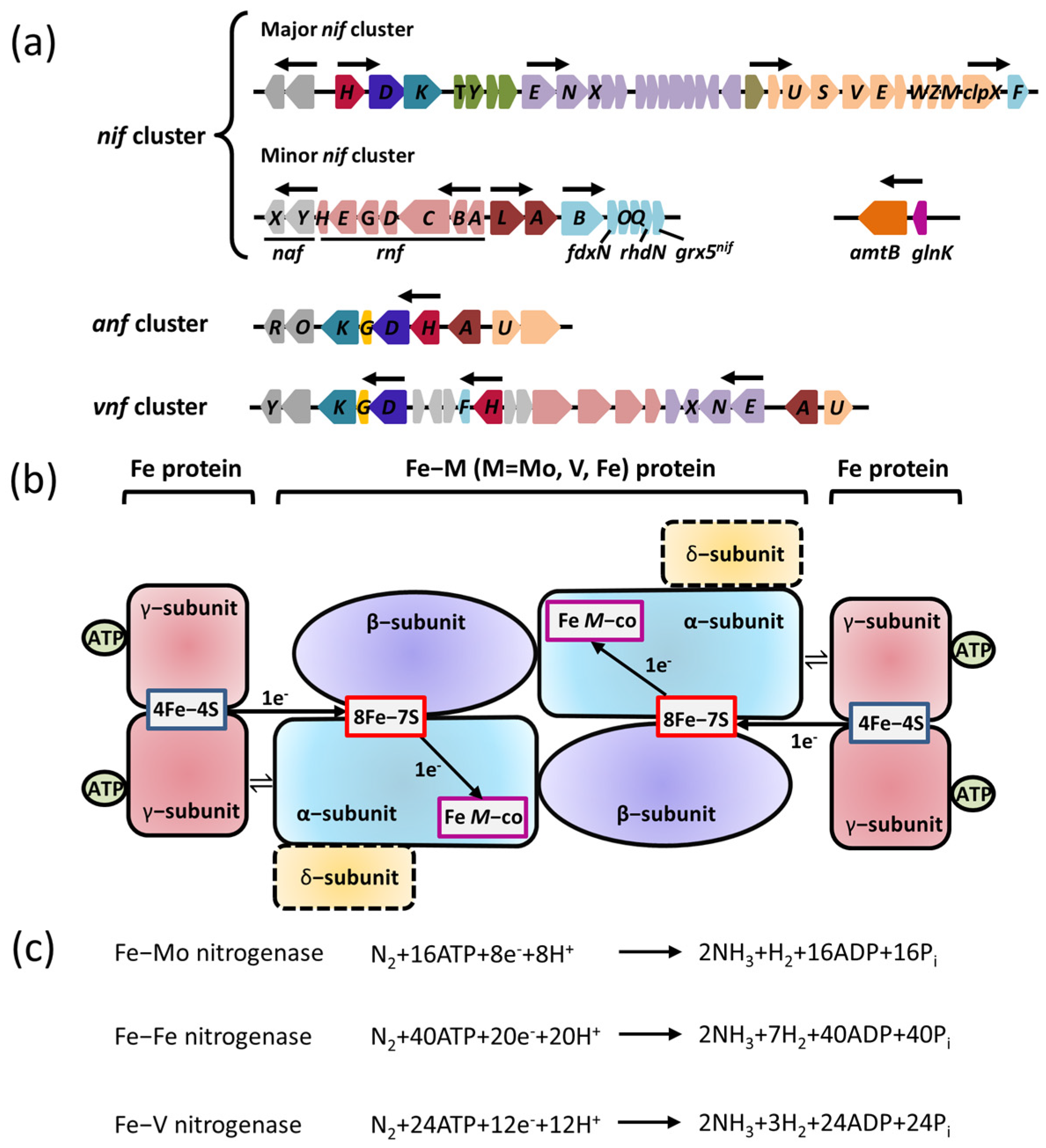 The NifANifL System for Nitrogen Fixation Encyclopedia MDPI