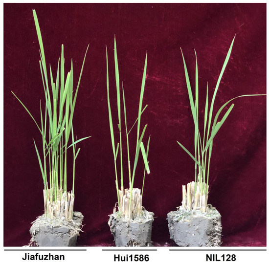 Fine Mapping and Cloning of a qRA2 Affect the Ratooning Ability in 