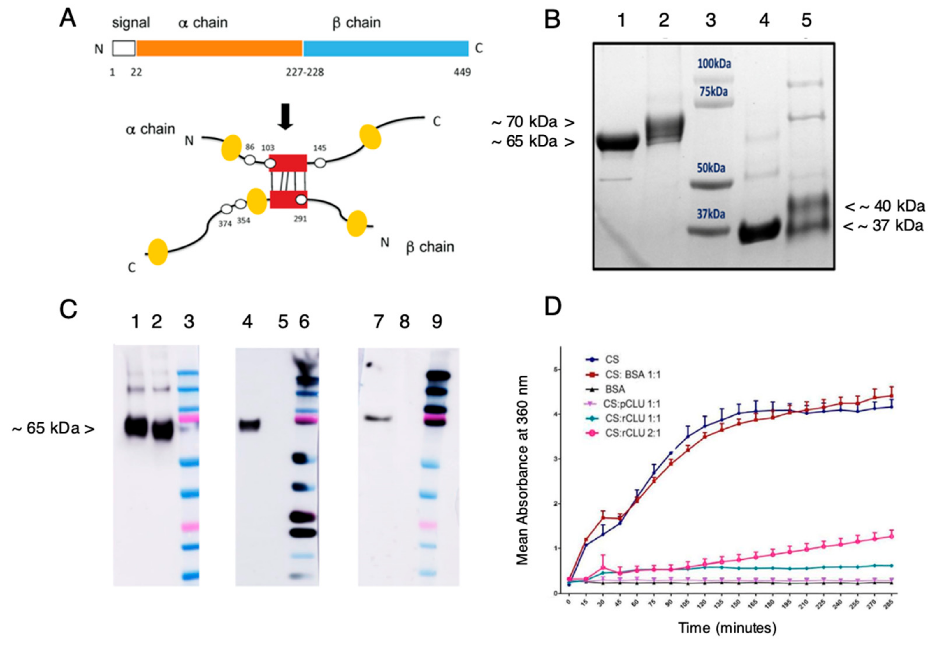 Ijms 24 00981 g004 Ijms 24 00981 g004