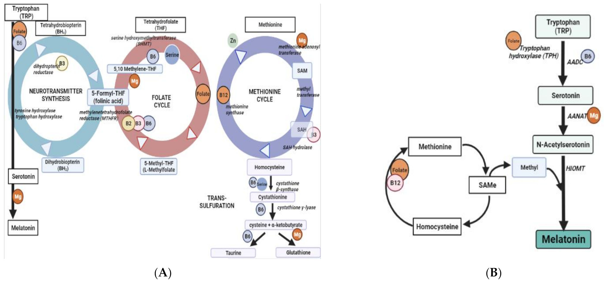 Ijms 24 00982 g001 Ijms 24 00982 g001