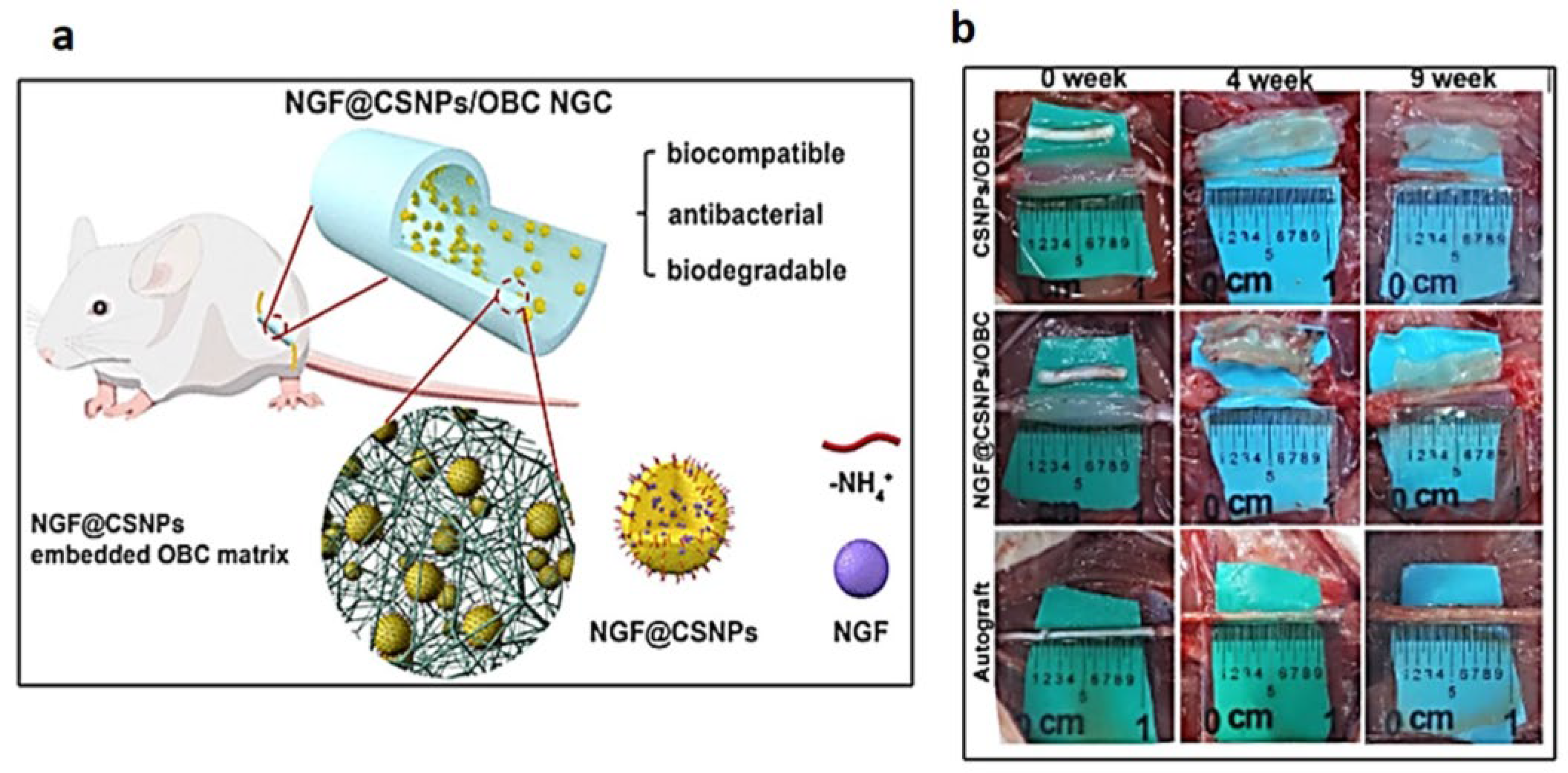 Ijms 24 00986 g007 Ijms 24 00986 g007