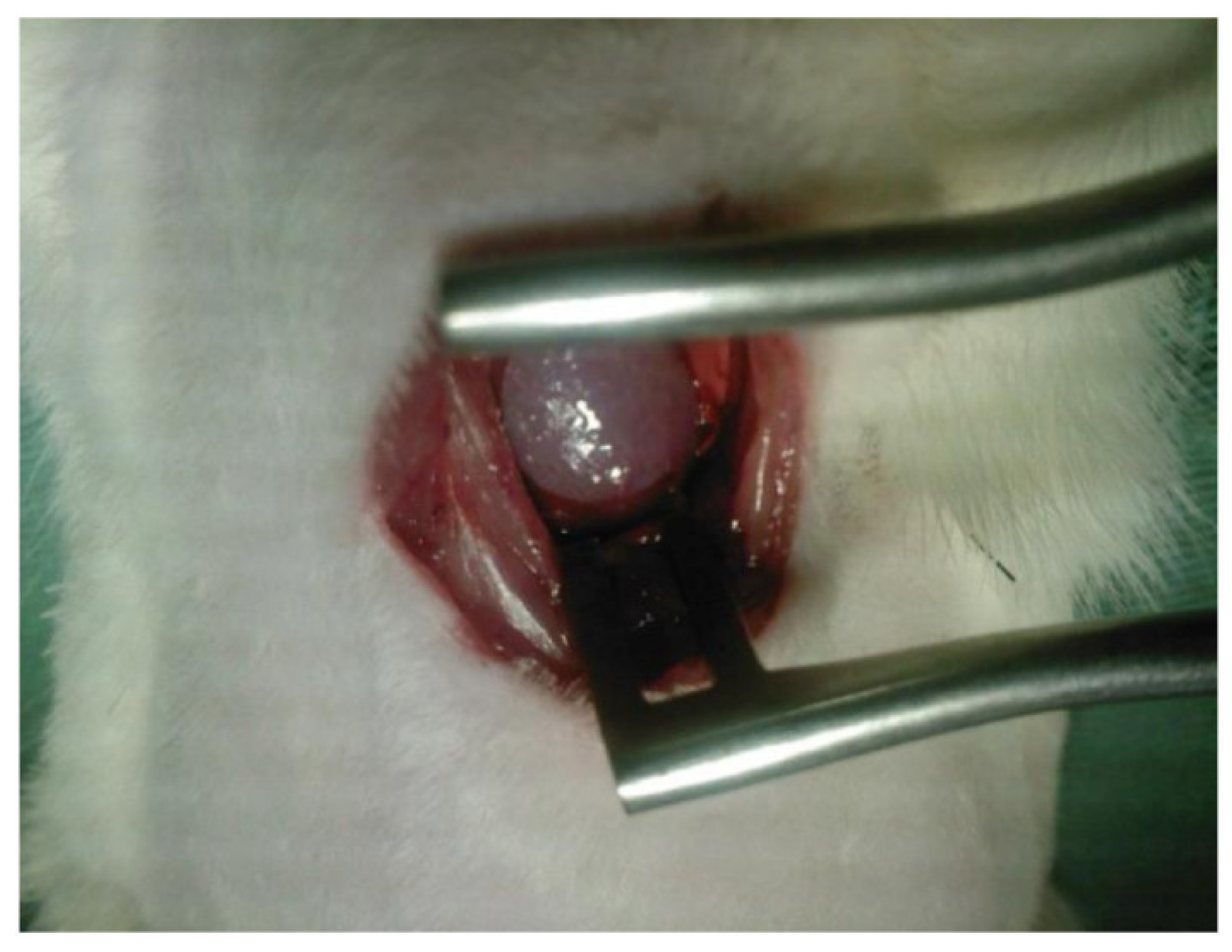 Ijms 24 00986 g008 Ijms 24 00986 g008