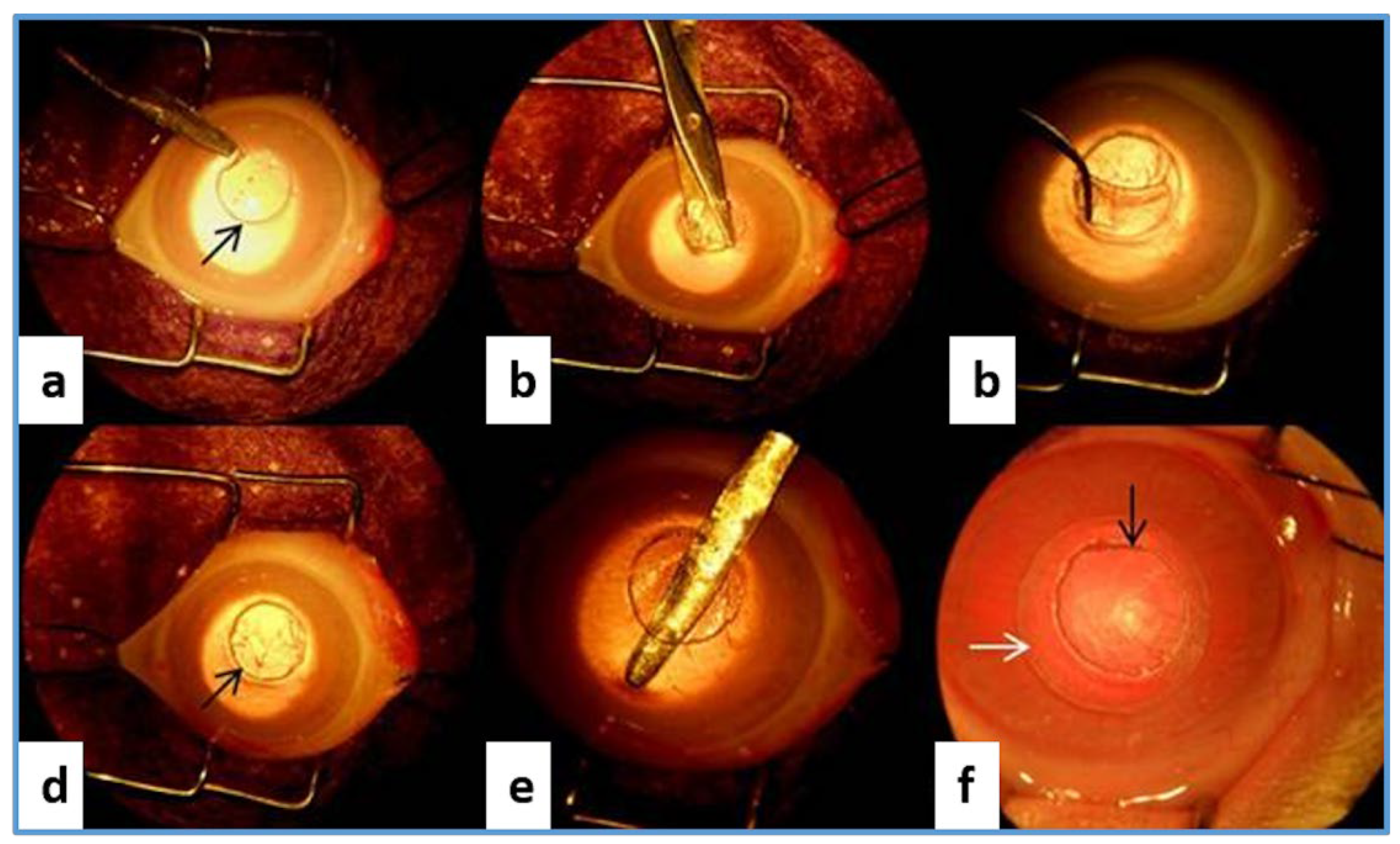 Ijms 24 00986 g009 Ijms 24 00986 g009