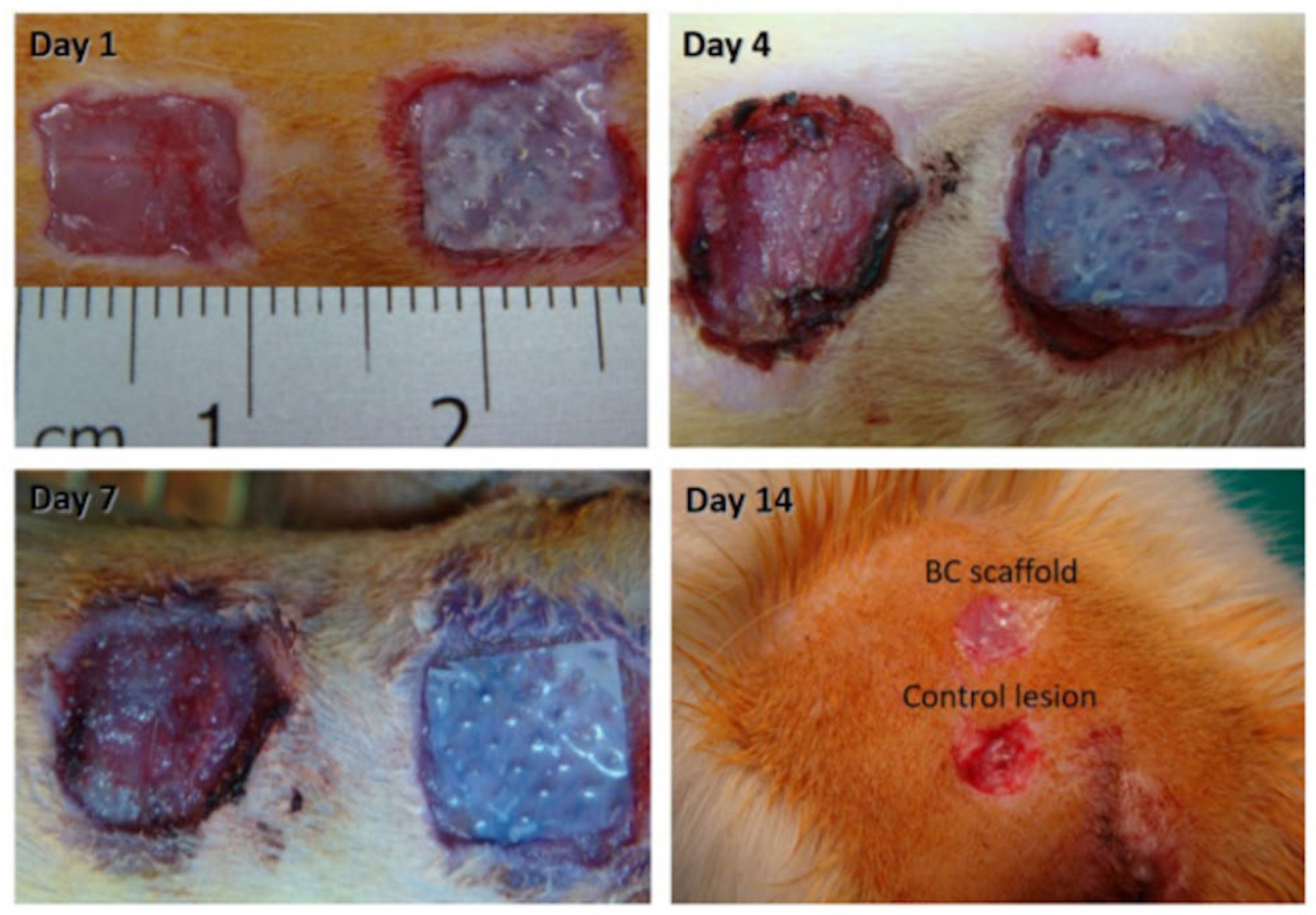 Ijms 24 00986 g011 Ijms 24 00986 g011