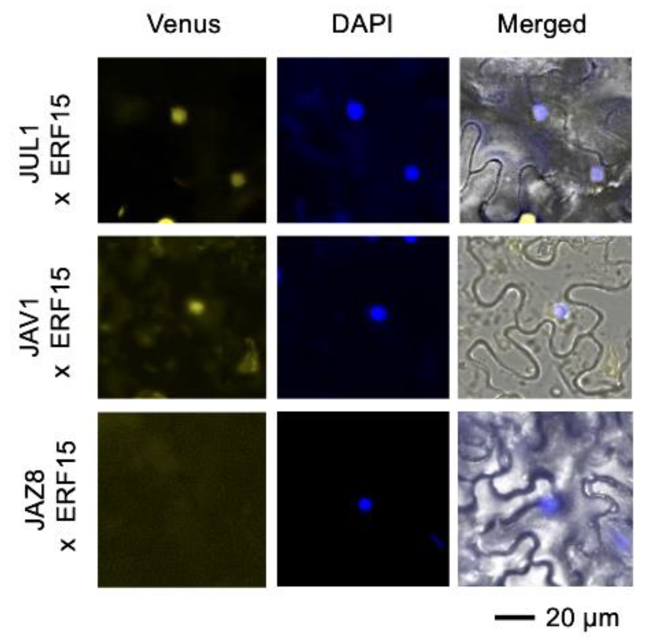 Ijms 24 00987 g005 Ijms 24 00987 g005