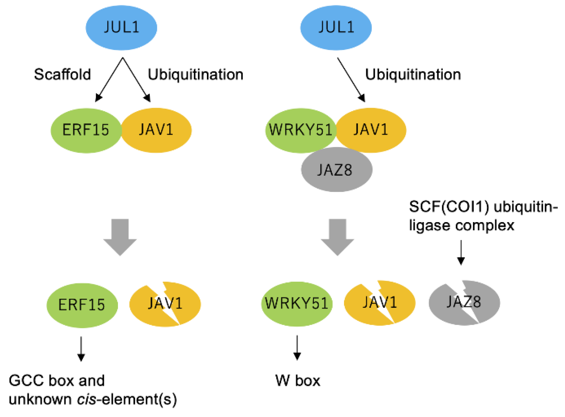 Ijms 24 00987 g006 Ijms 24 00987 g006