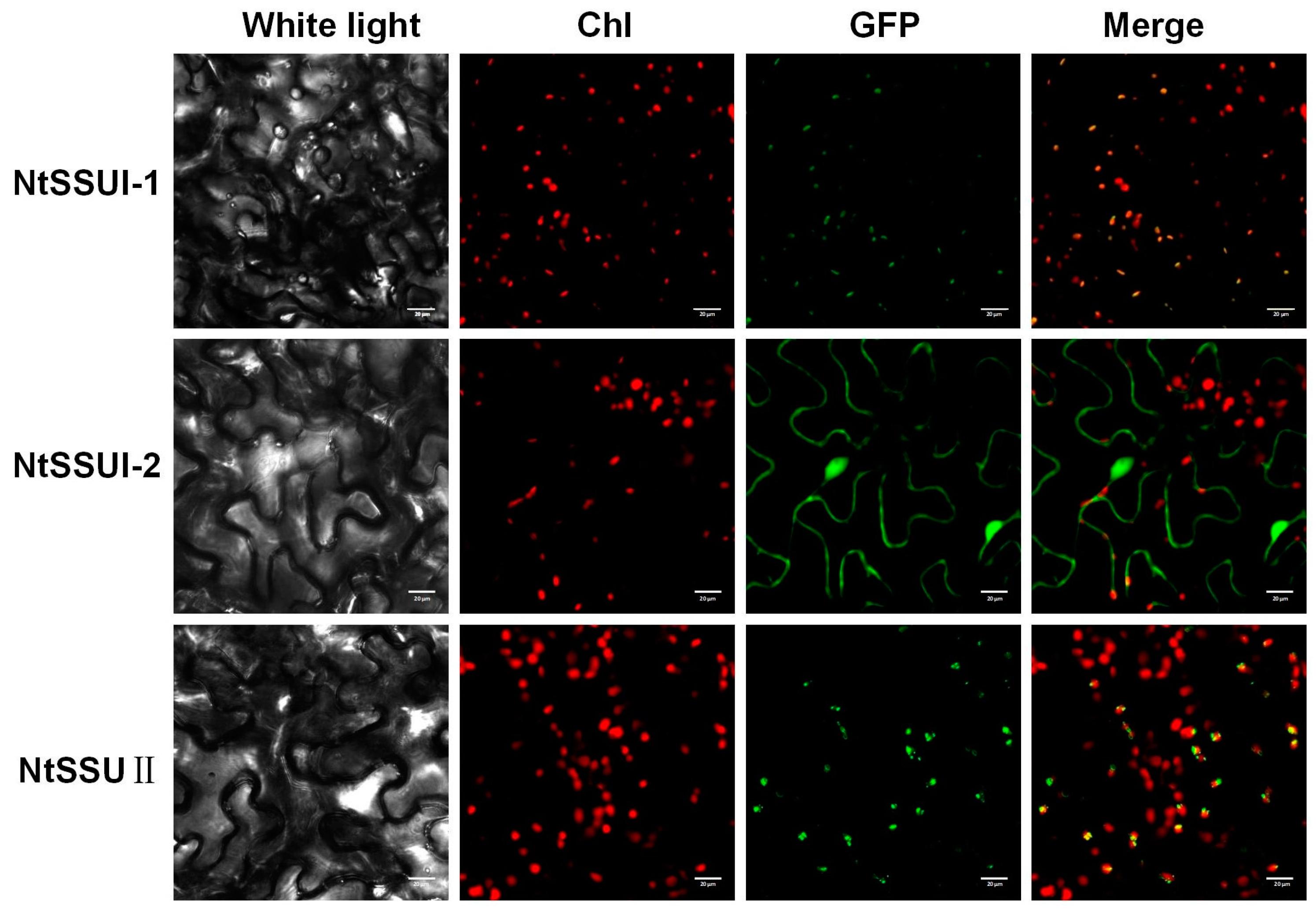 Ijms 24 00992 g003 Ijms 24 00992 g003