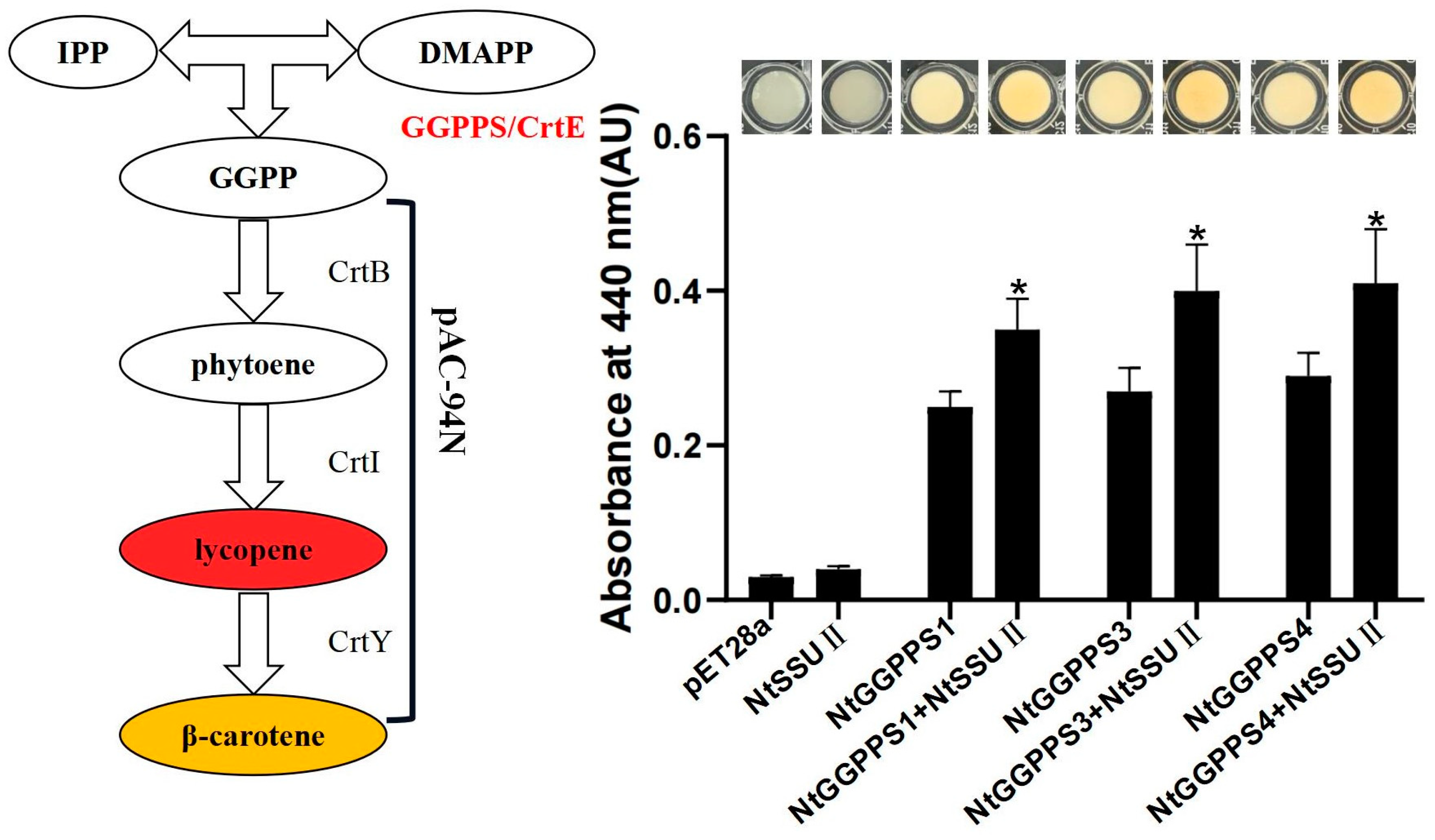 Ijms 24 00992 g004 Ijms 24 00992 g004