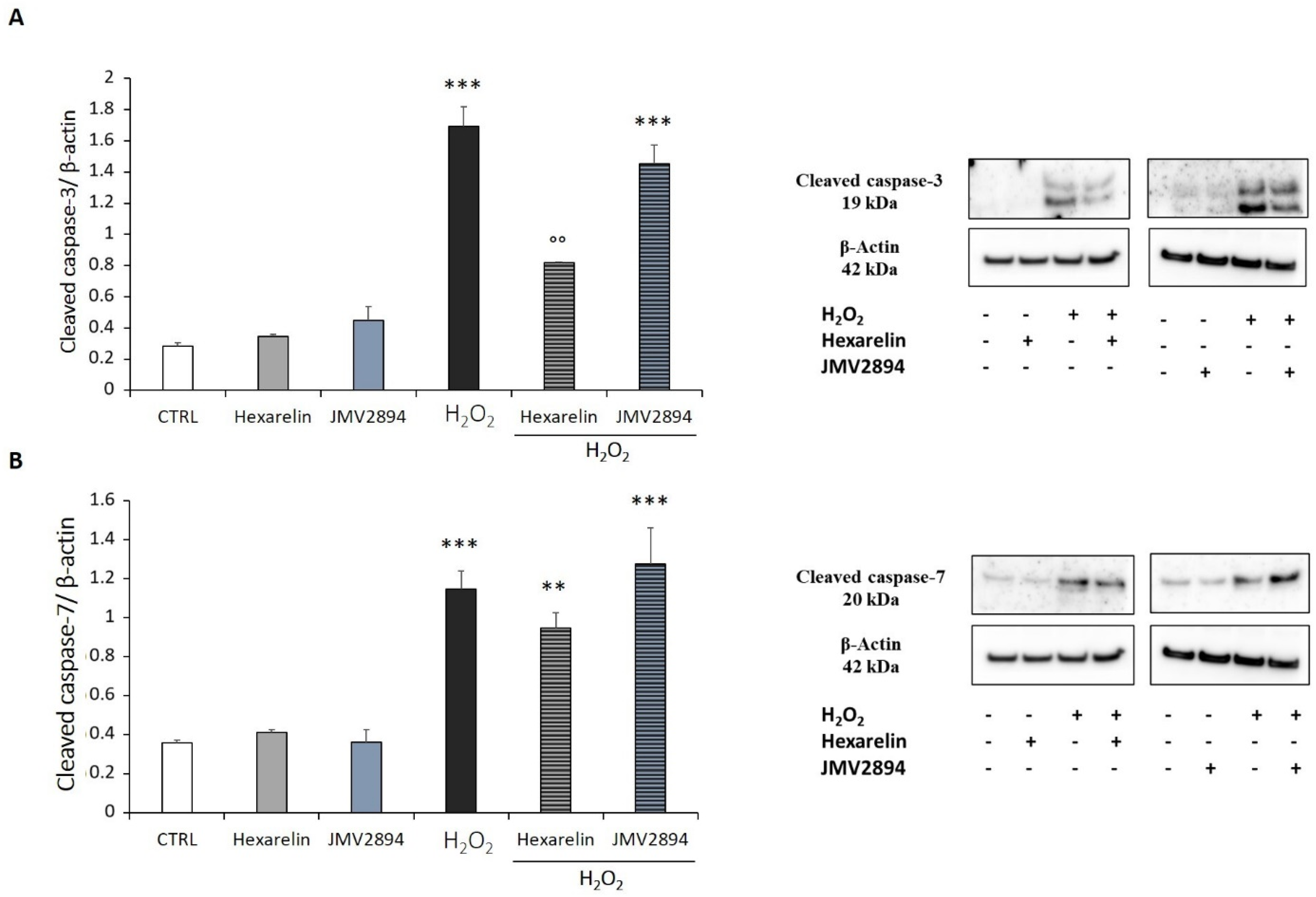 Ijms 24 00993 g009 Ijms 24 00993 g009