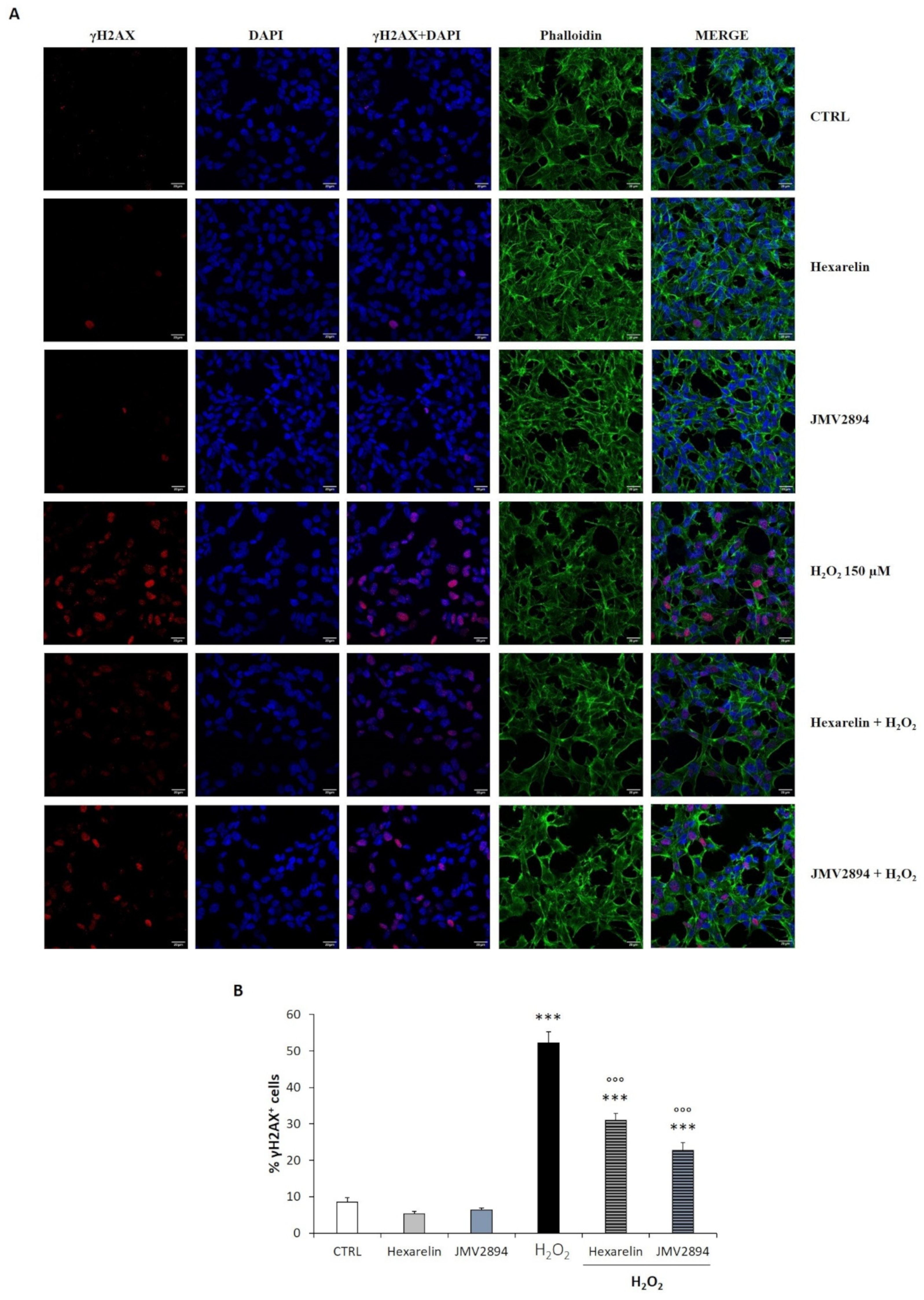 Ijms 24 00993 g011 Ijms 24 00993 g011