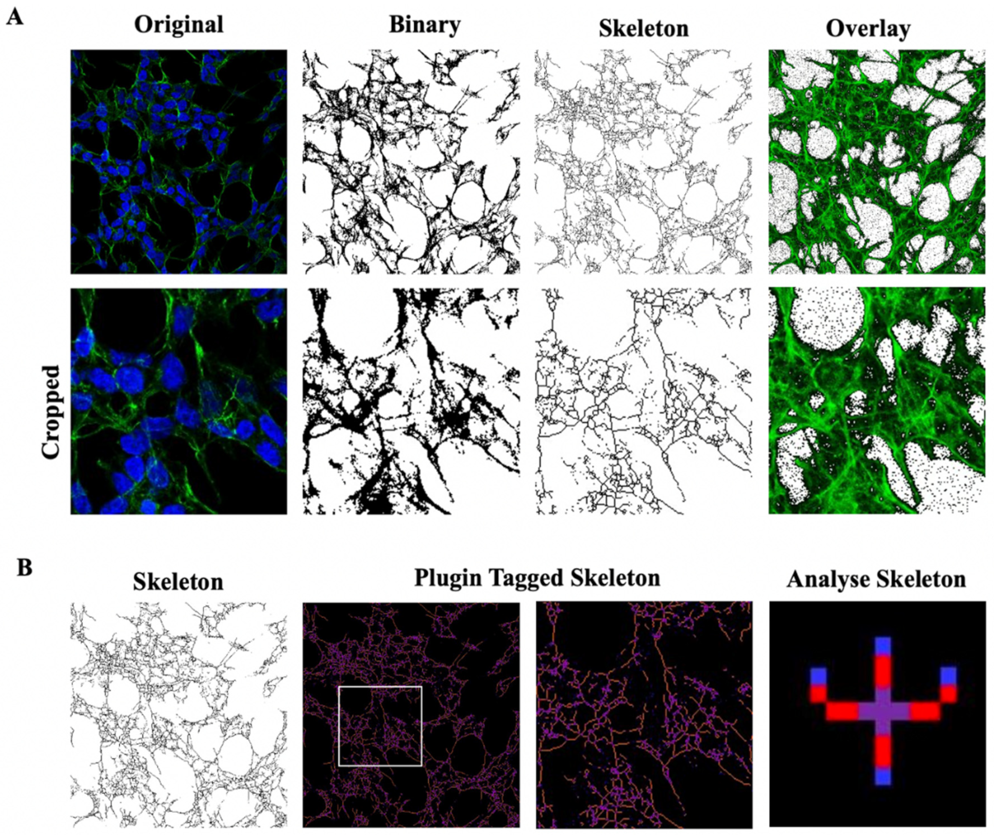 Ijms 24 00993 g012 Ijms 24 00993 g012