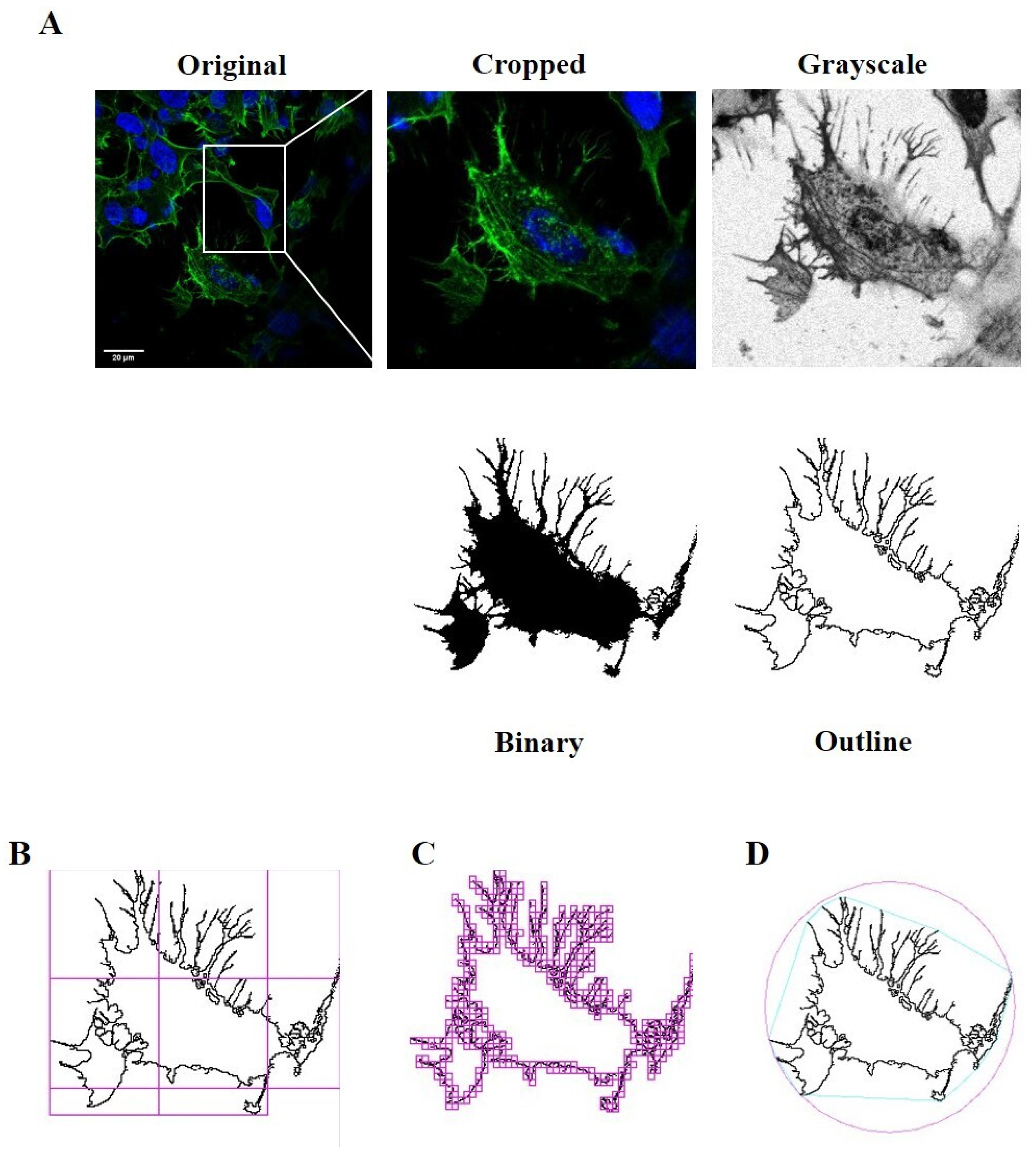 Ijms 24 00993 g013 Ijms 24 00993 g013