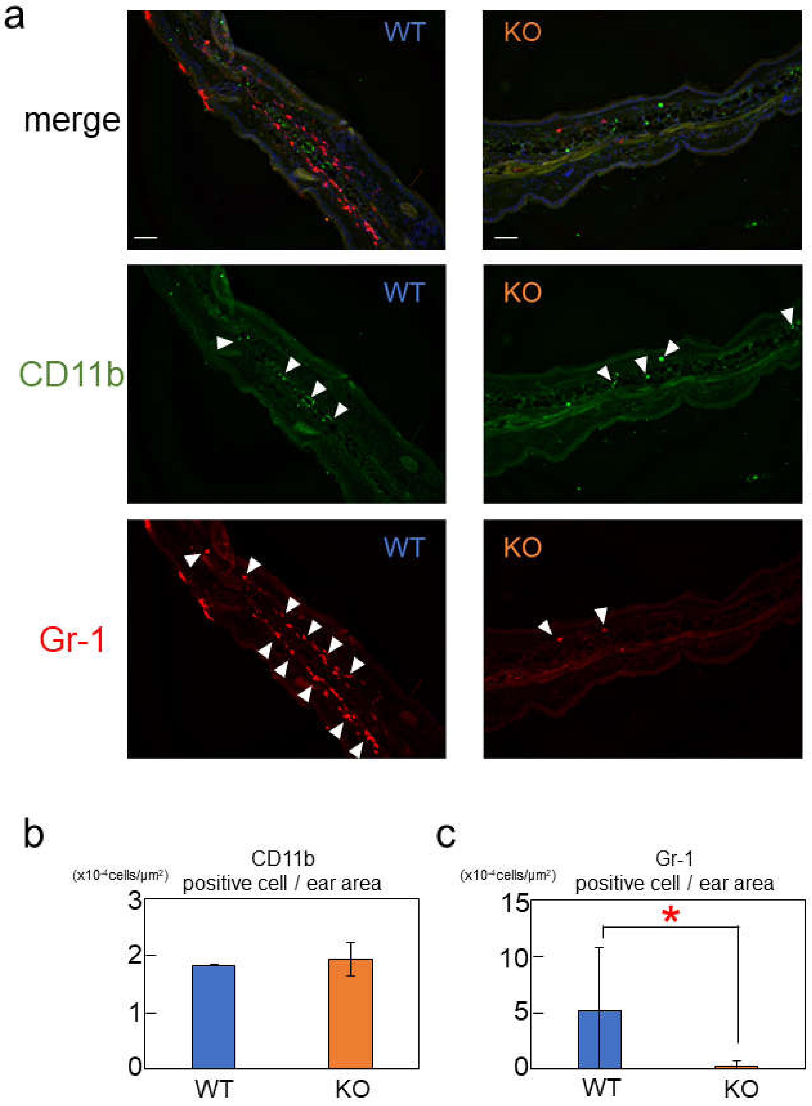 Ijms 24 00994 g006 Ijms 24 00994 g006