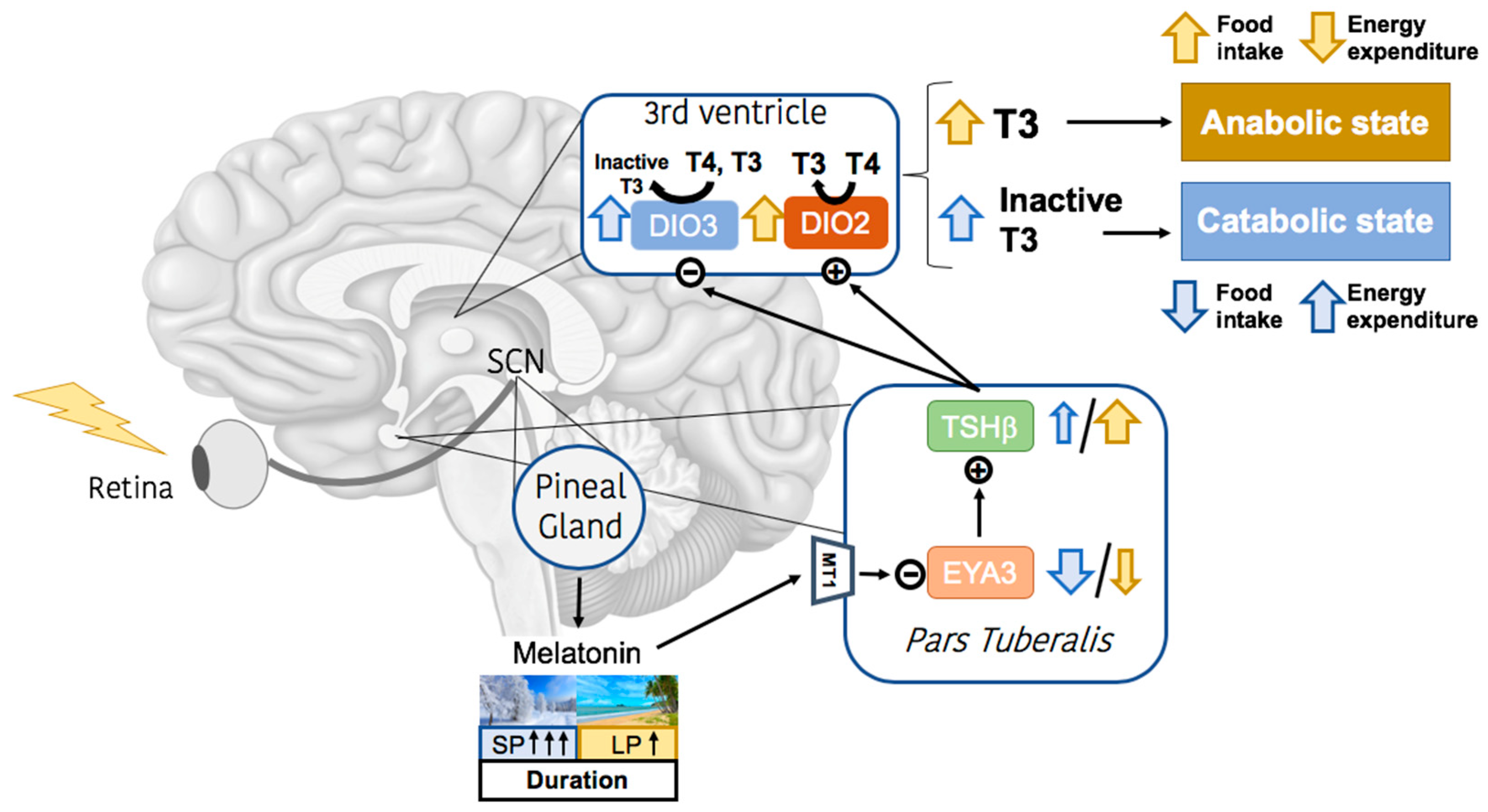 Ijms 24 01008 g001 Ijms 24 01008 g001