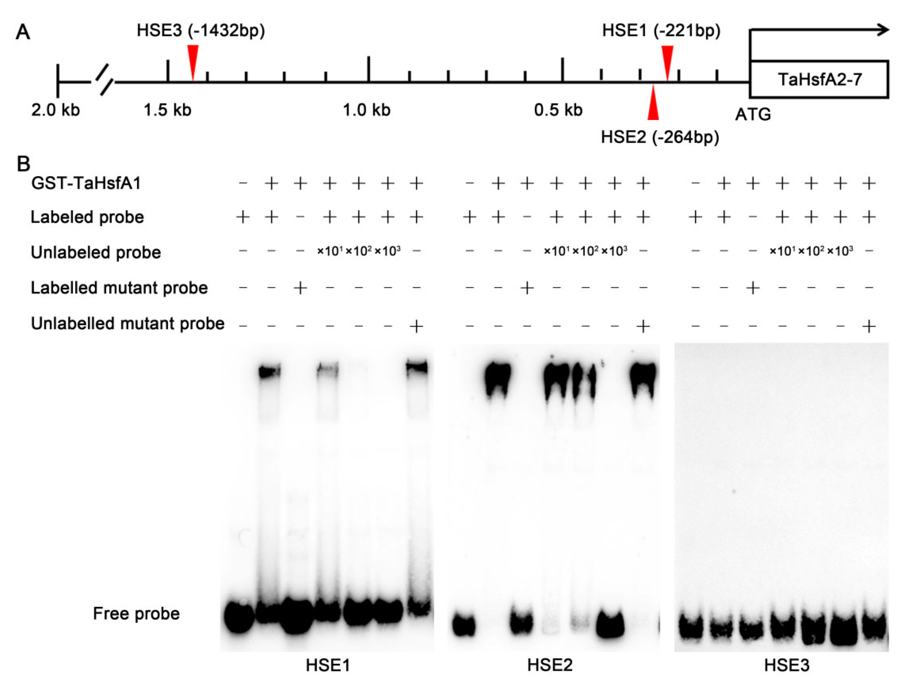 Ijms 24 01014 g006 Ijms 24 01014 g006