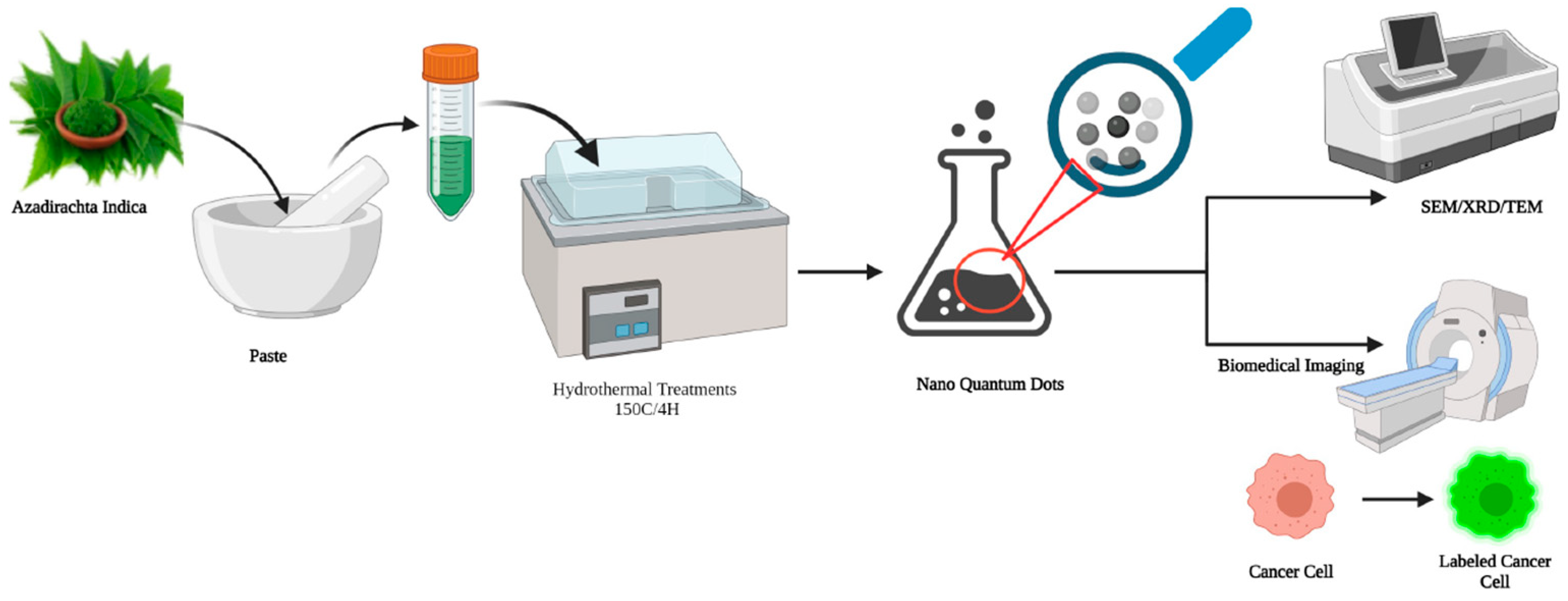 Ijms 24 01023 g004 Ijms 24 01023 g004