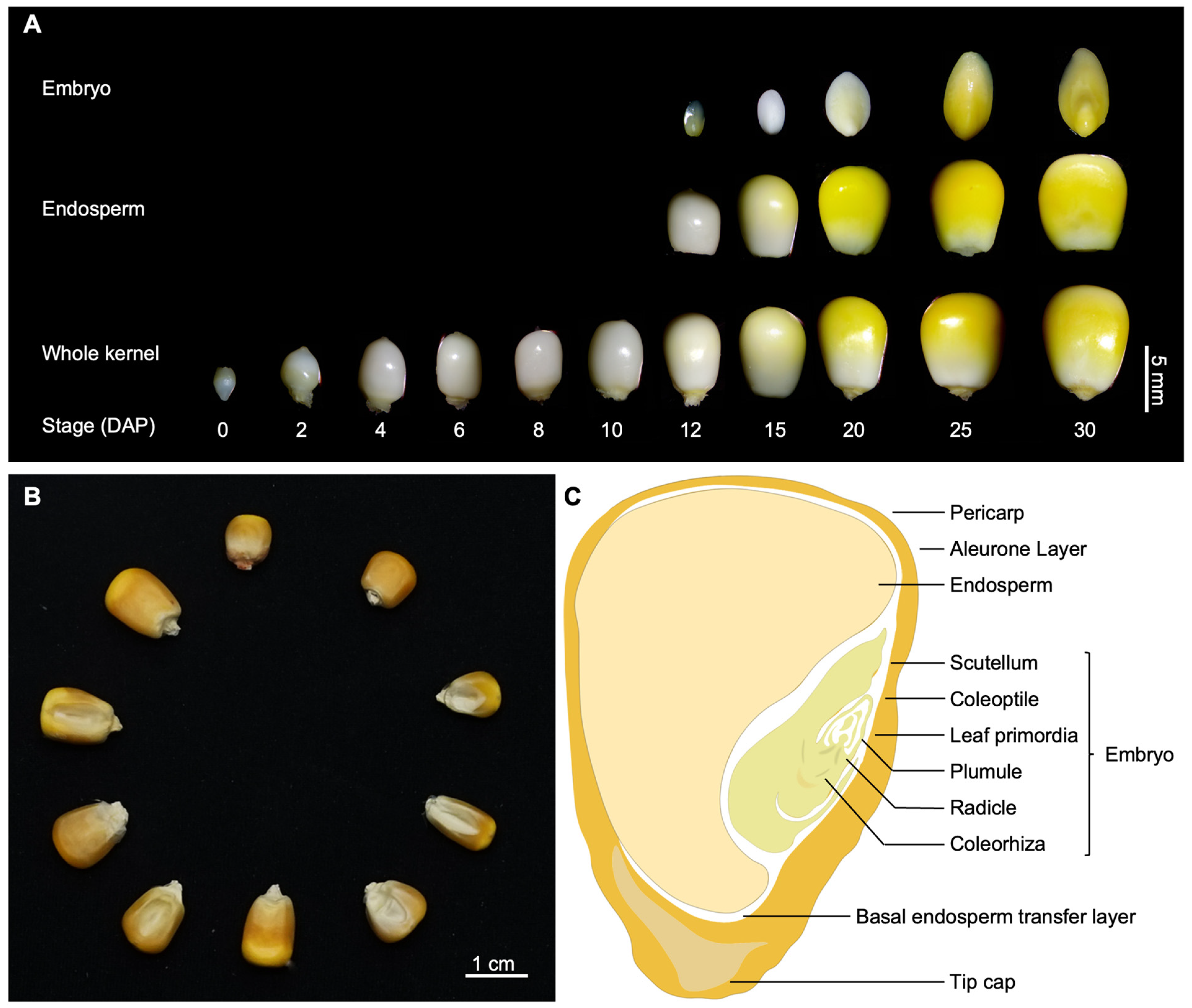 Ijms 24 01025 g001 Ijms 24 01025 g001