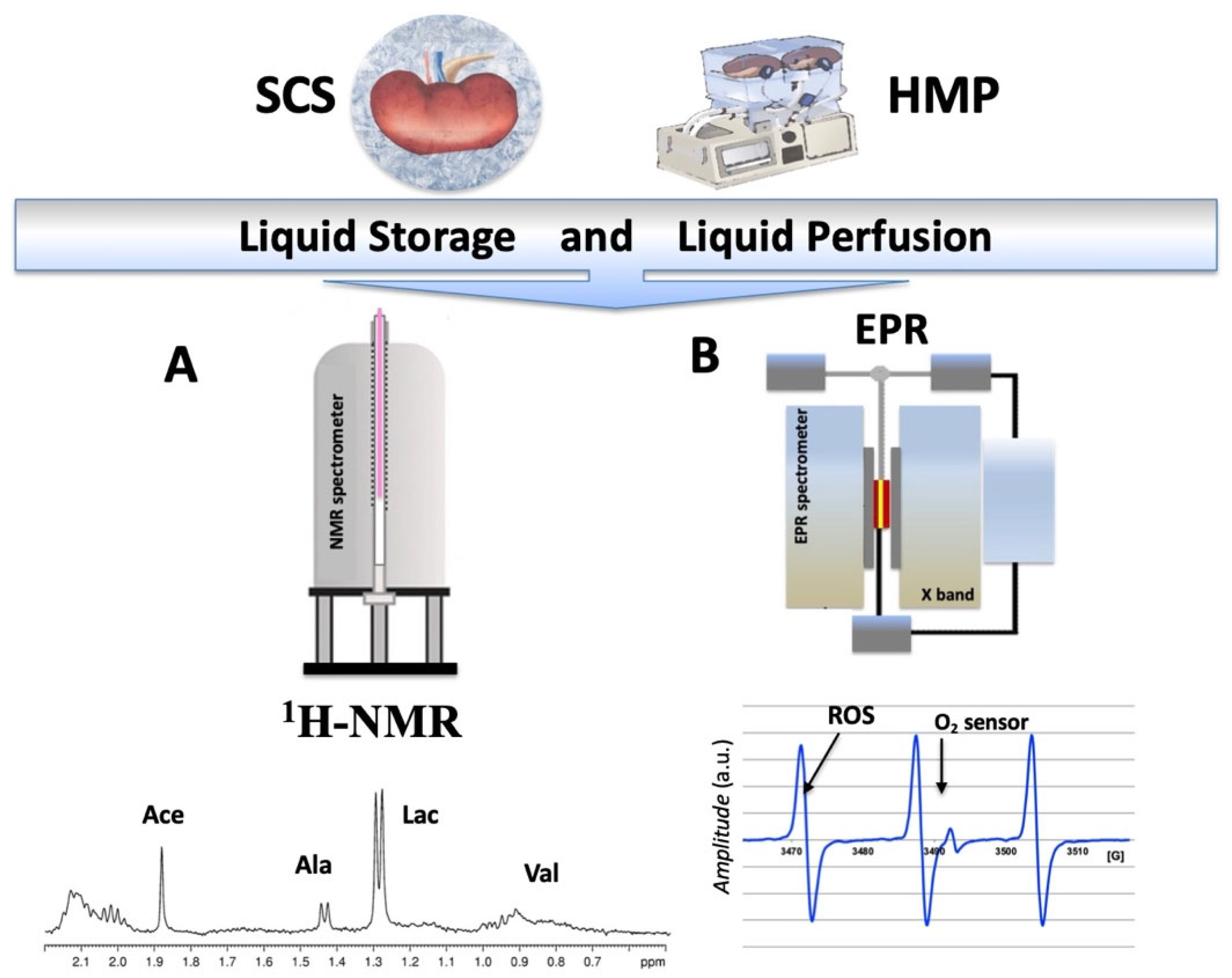 Ijms 24 01029 g001 Ijms 24 01029 g001
