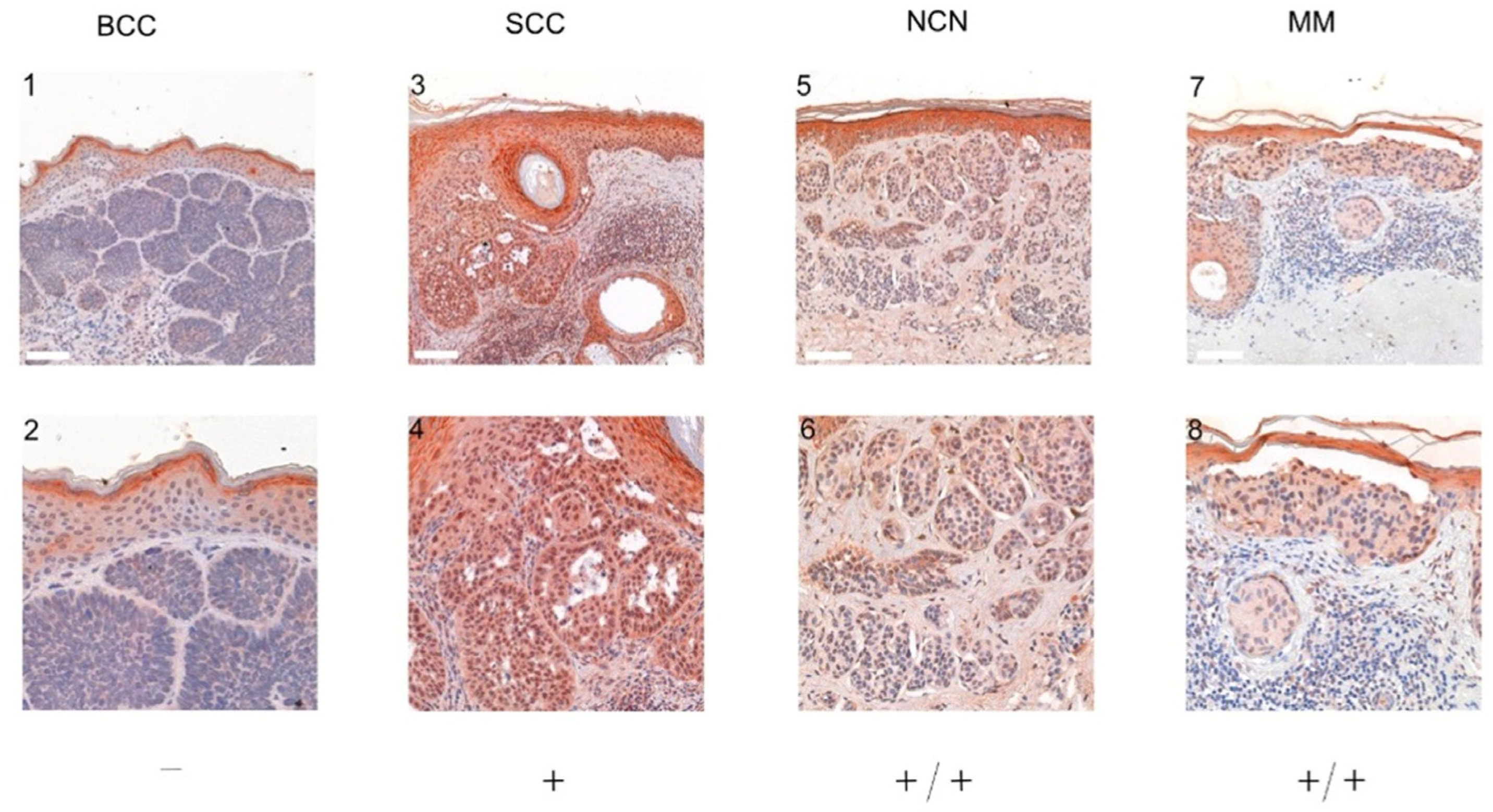 Ijms 24 01037 g002 Ijms 24 01037 g002