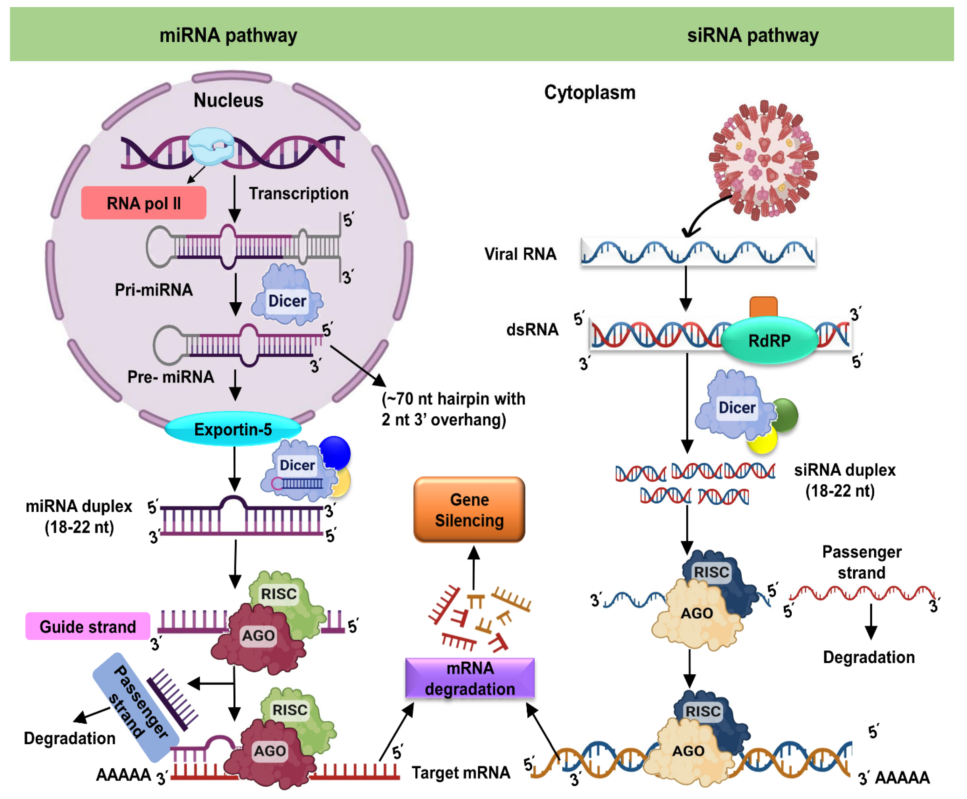 Ijms 24 01041 g001 Ijms 24 01041 g001