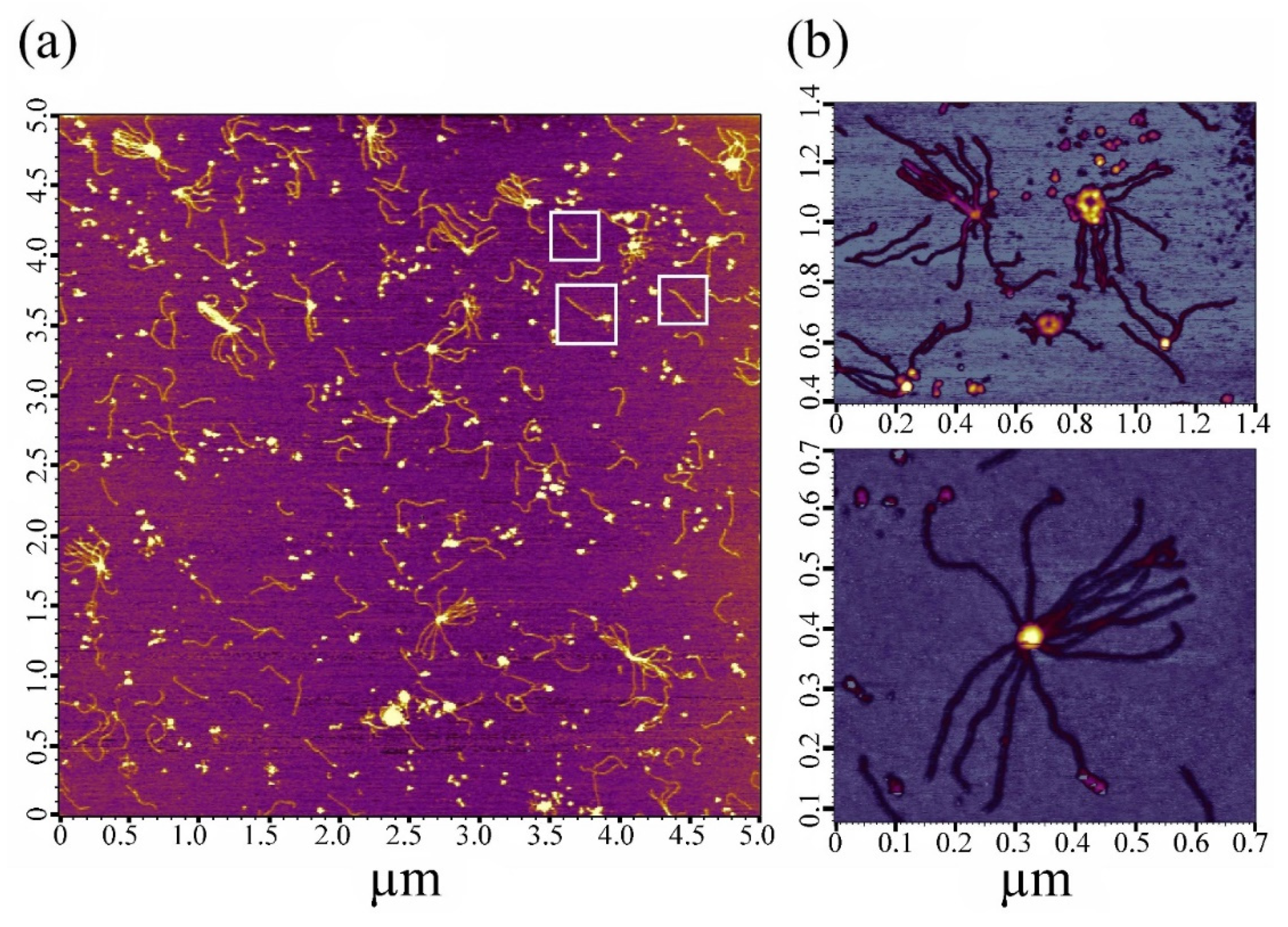 Ijms 24 01056 g002 Ijms 24 01056 g002