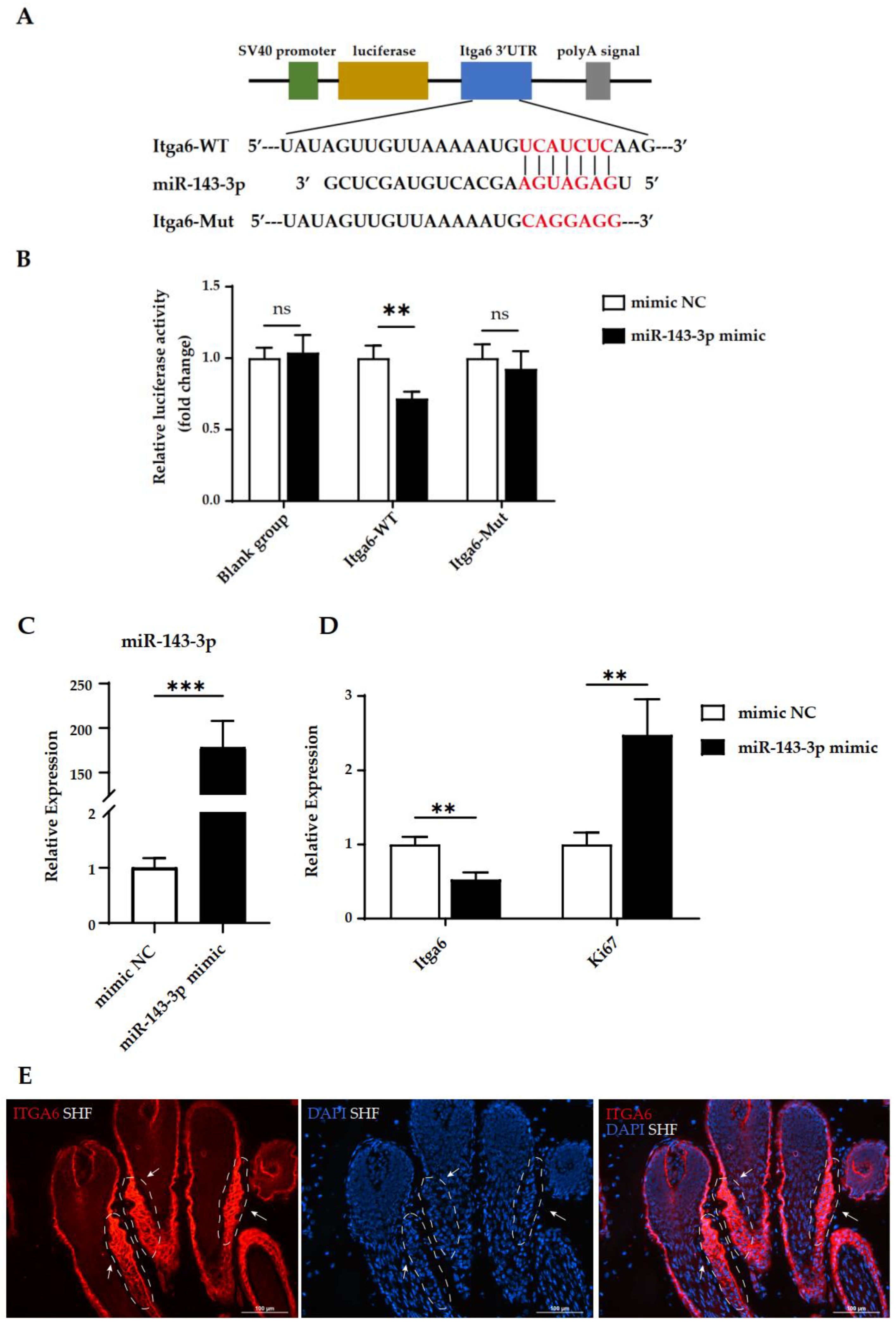 Ijms 24 01063 g004 Ijms 24 01063 g004