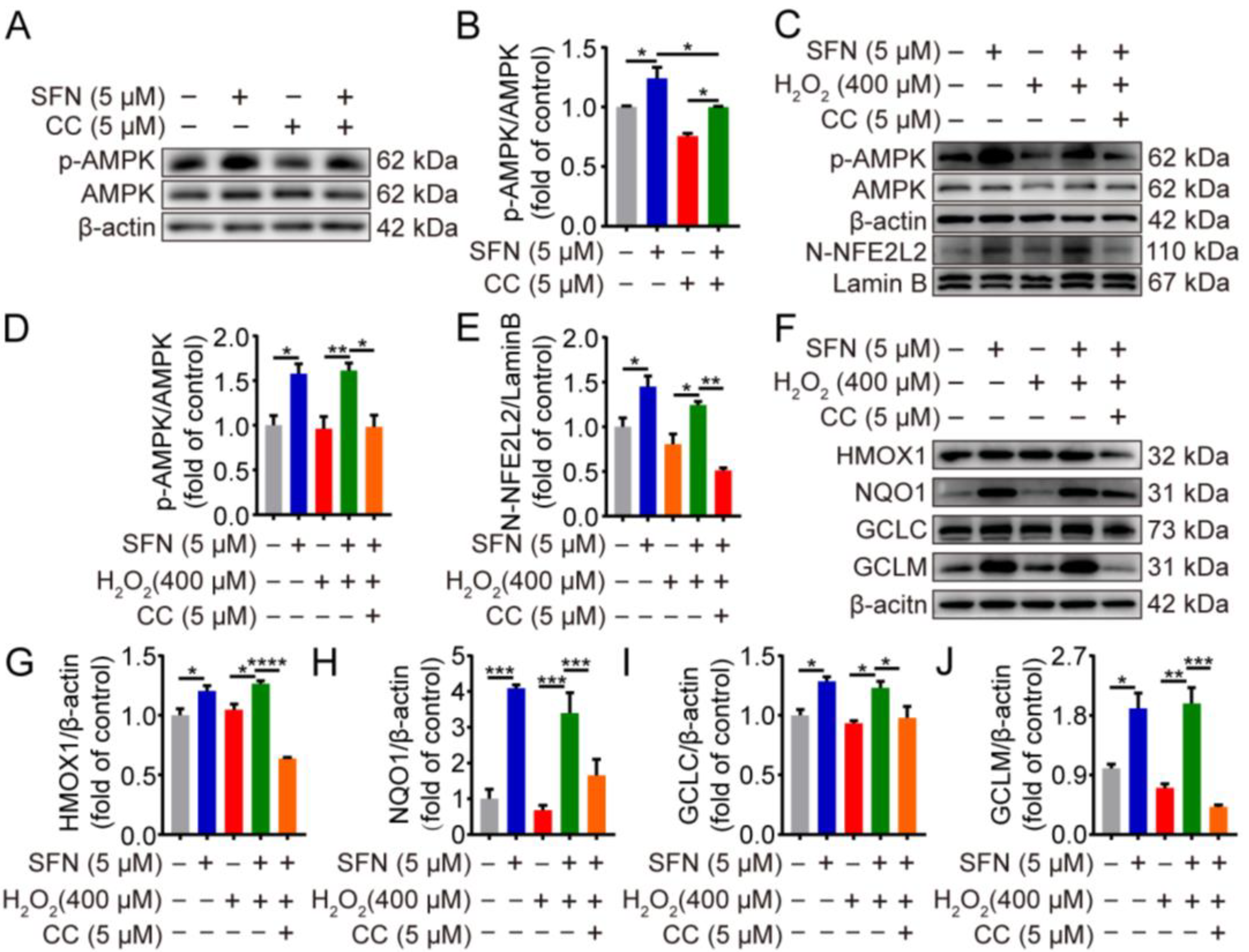 Ijms 24 01070 g005 Ijms 24 01070 g005