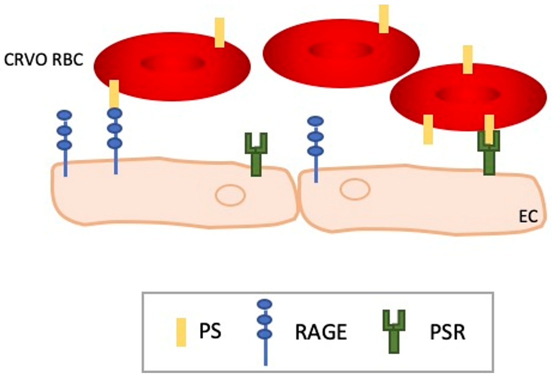 Ijms 24 01072 g001 Ijms 24 01072 g001