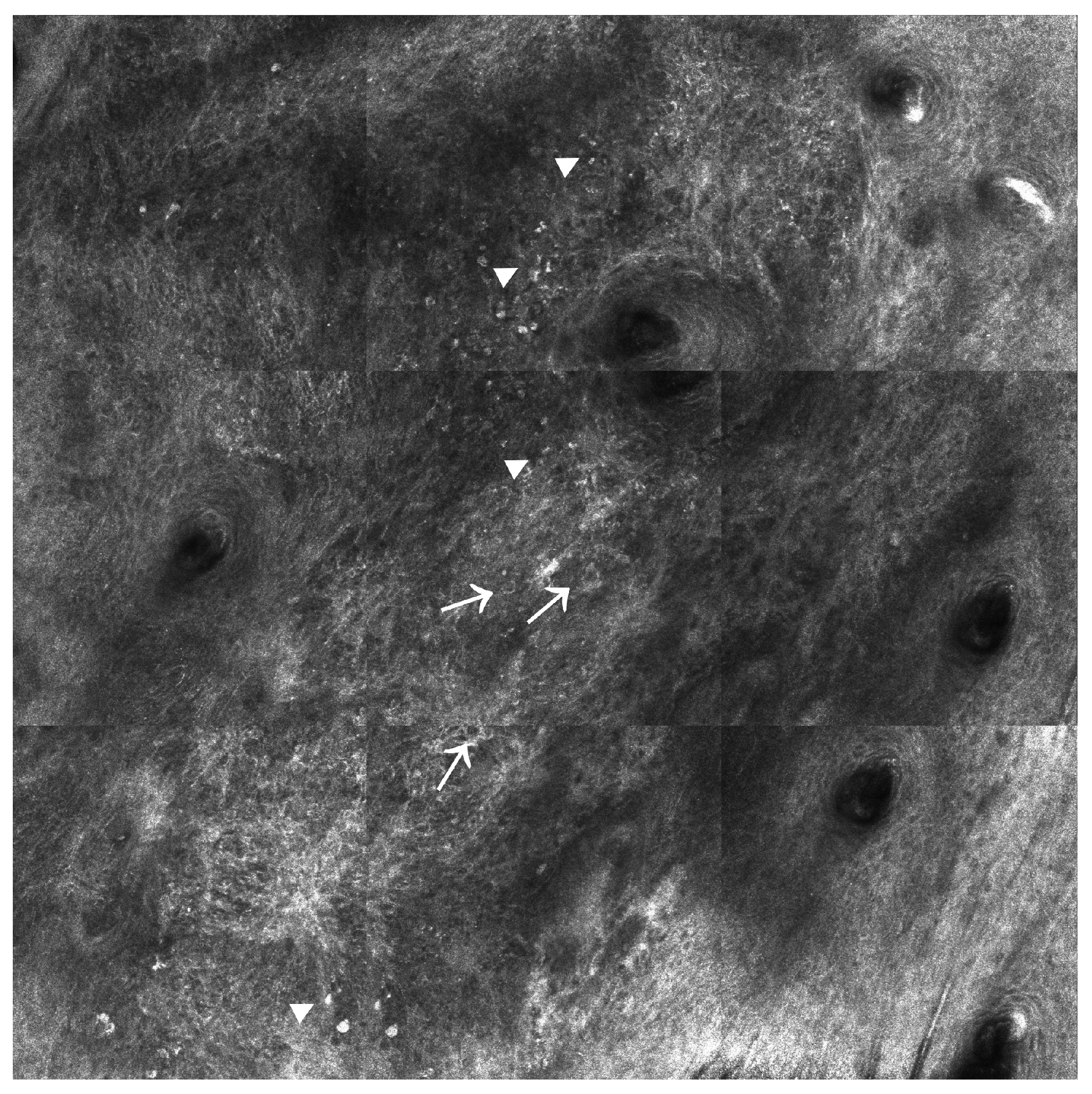 Ijms 24 01079 g002 Ijms 24 01079 g002