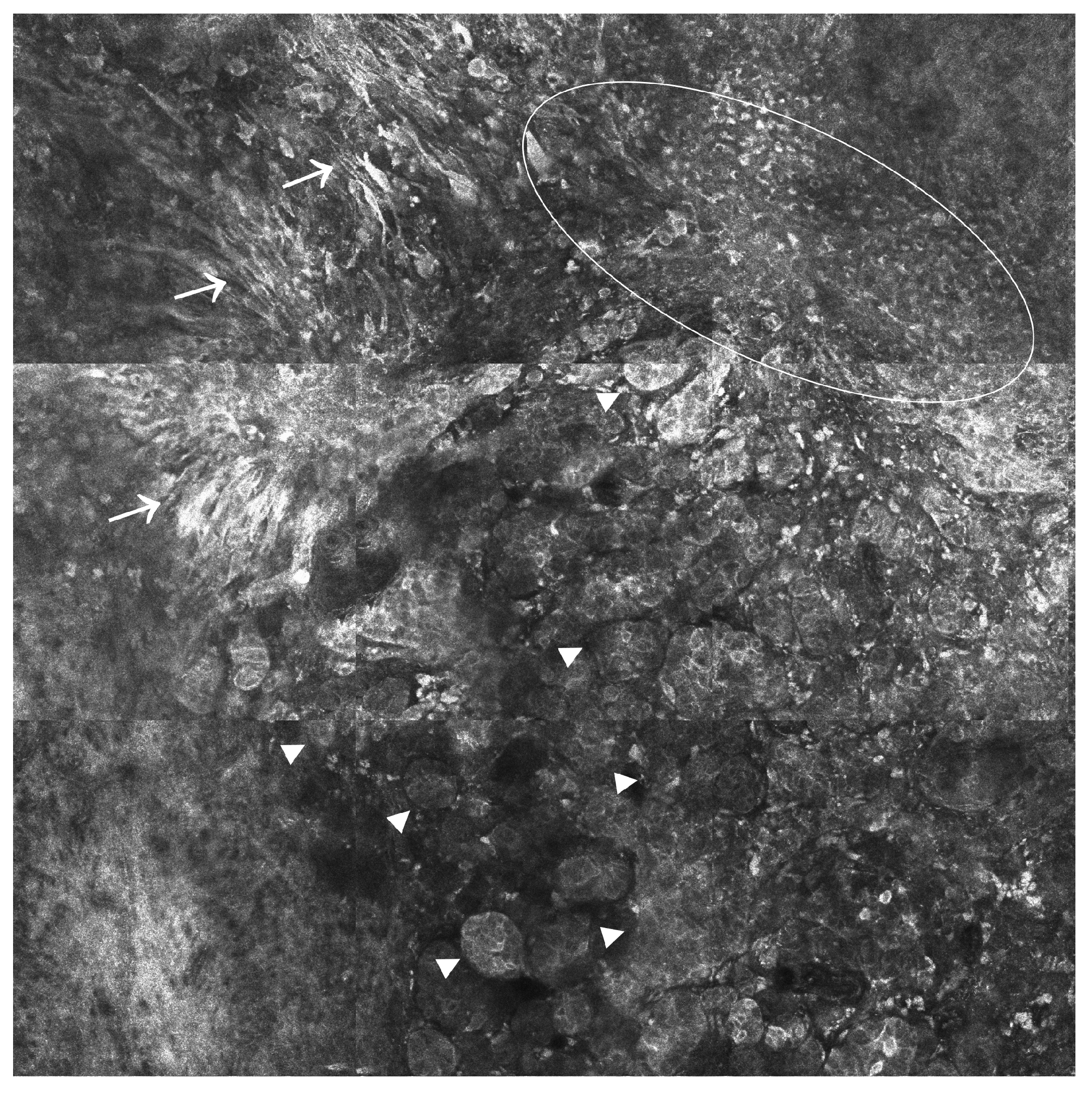 Ijms 24 01079 g003 Ijms 24 01079 g003