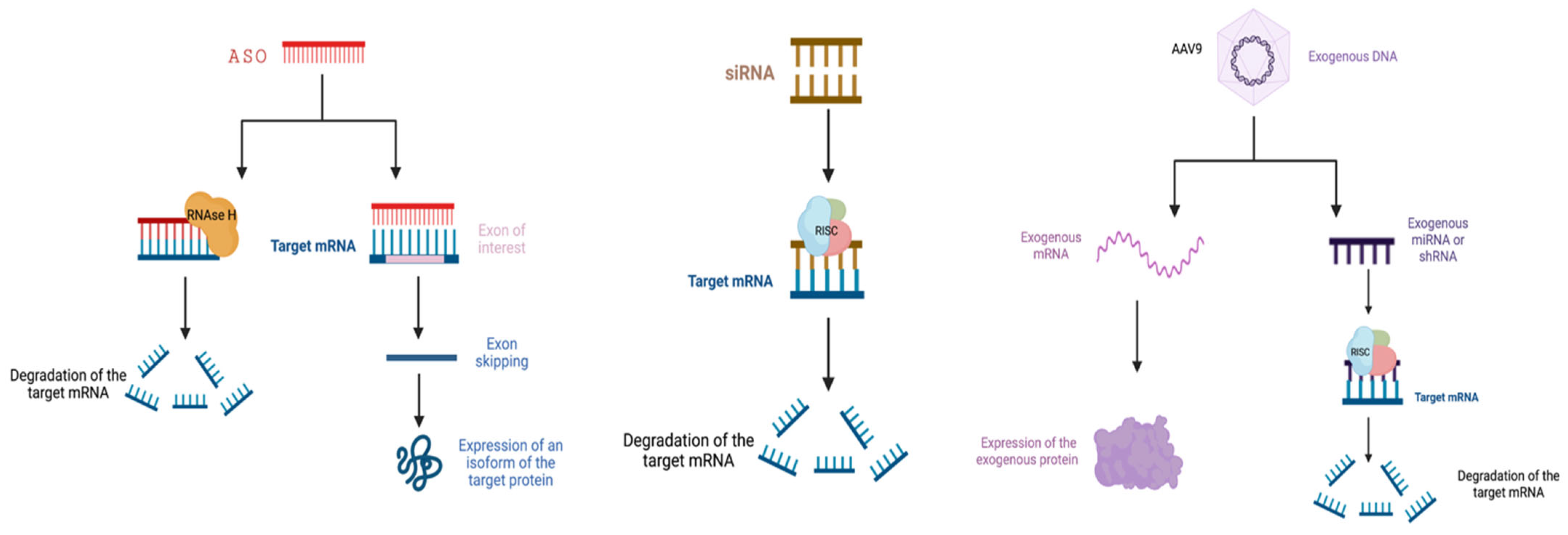 Figures to explain terminology. (A) Intact exon (IE) type and broken