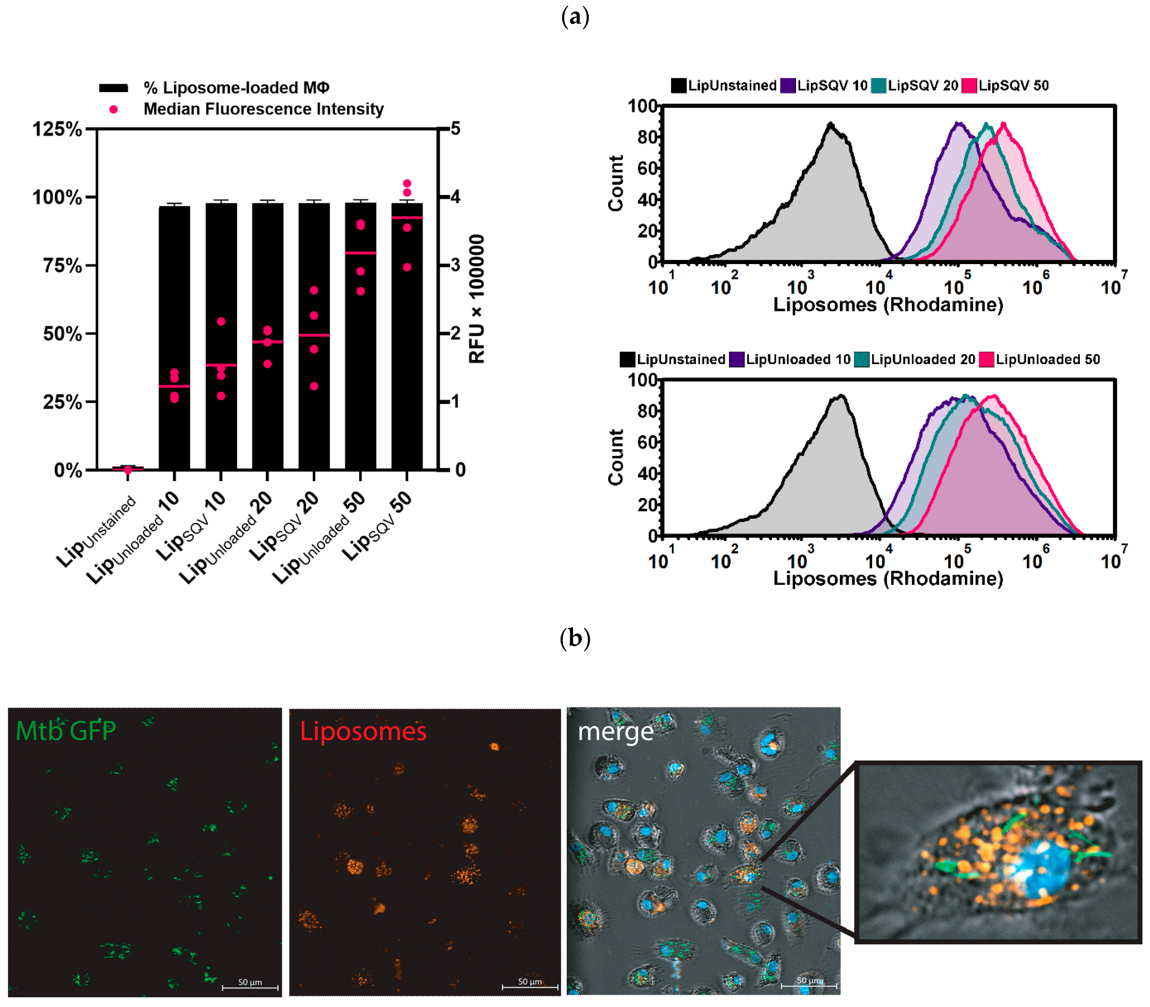 Ijms 24 01142 g001 Ijms 24 01142 g001