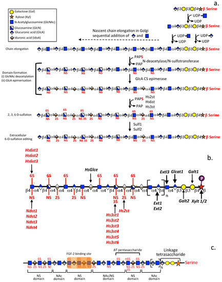 HS, an Ancient Molecular Recognition and Information Storage Glycosaminoglycan, Equips HS-Proteoglycans with Diverse Matrix and Cell-Interactive Properties Operative in Tissue Development and Tissue Function in Health and Disease HS, an Ancient Molecular Recognition and Information Storage Glycosaminoglycan, Equips HS-Proteoglycans with Diverse Matrix and Cell-Interactive Properties Operative in Tissue Development and Tissue Function in Health and Disease