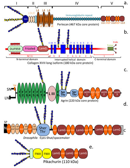 IJMS | Free Full-Text | HS, an Ancient Molecular Recognition and 