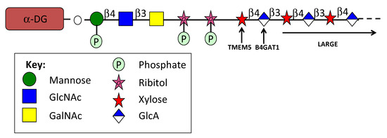HS, an Ancient Molecular Recognition and Information Storage