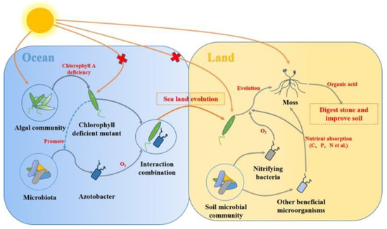 Functional Endophytes Regulating Plant Secondary Metabolism