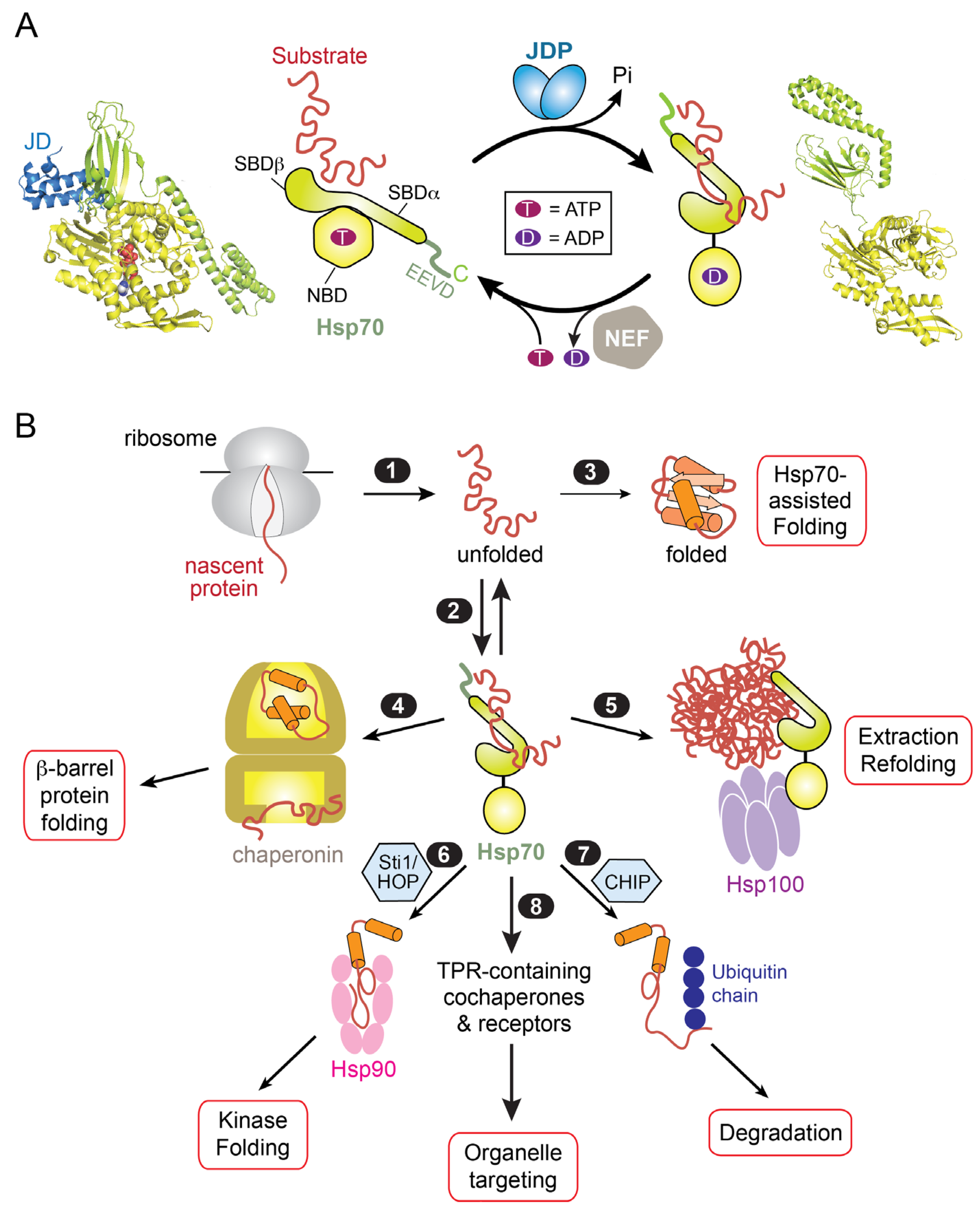 IJMS Free FullText Role of Hsp70 in PostTranslational Protein