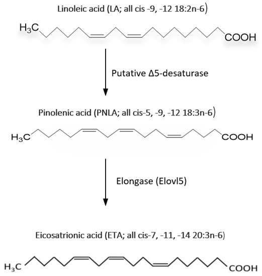 The Beneficial Effects of Pine Nuts and Its Major Fatty Acid, Pinolenic ...