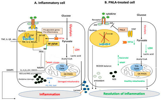 The Beneficial Effects of Pine Nuts and Its Major Fatty Acid, Pinolenic ...