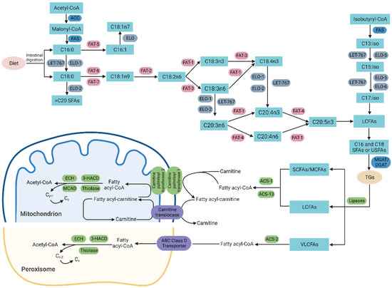 Application of Caenorhabditis elegans in Lipid Metabolism Research