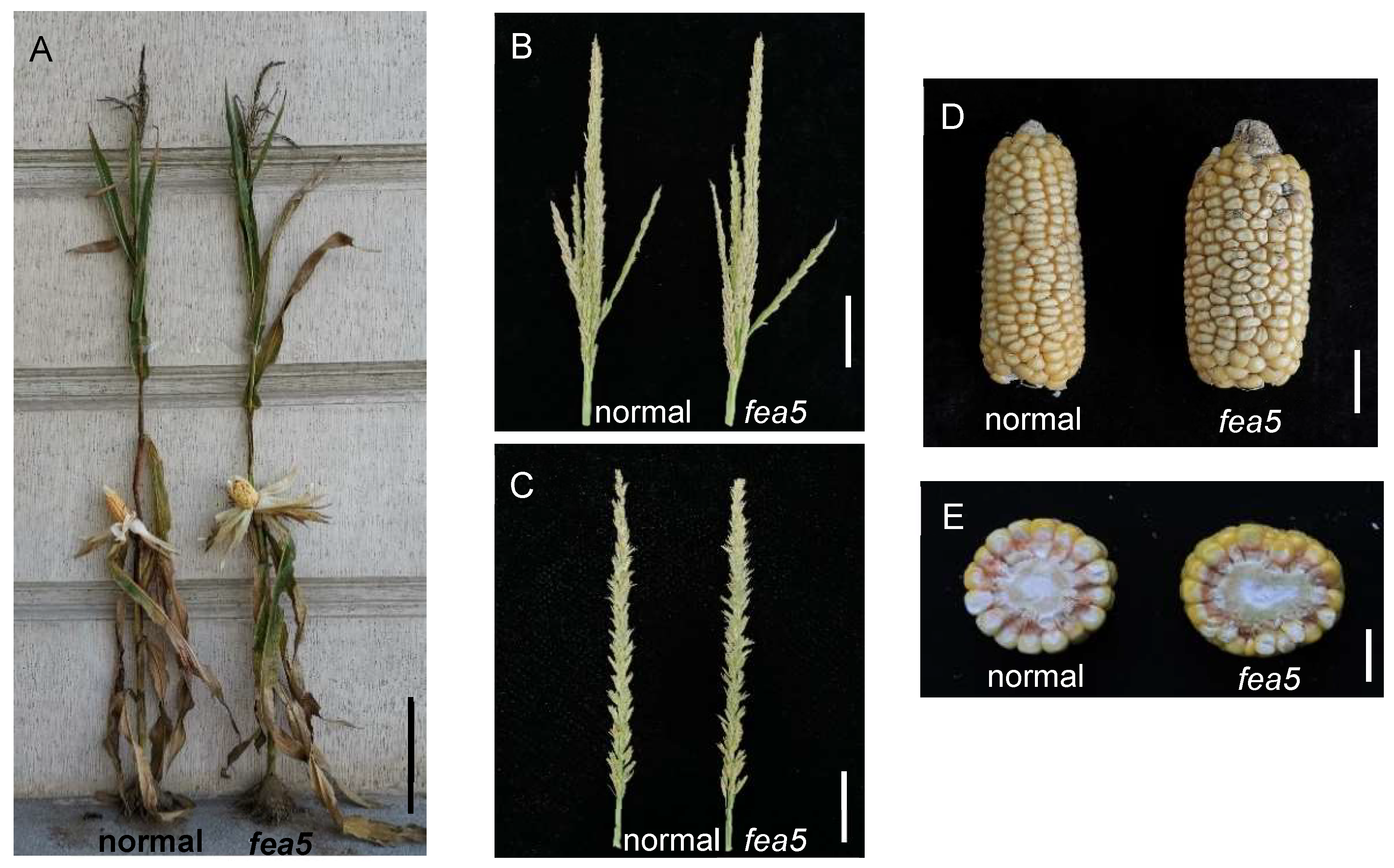 Ijms 24 01182 g001 Ijms 24 01182 g001