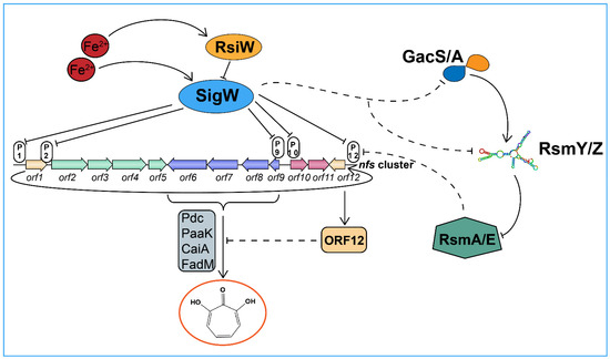Insight into the Global Negative Regulation of Iron