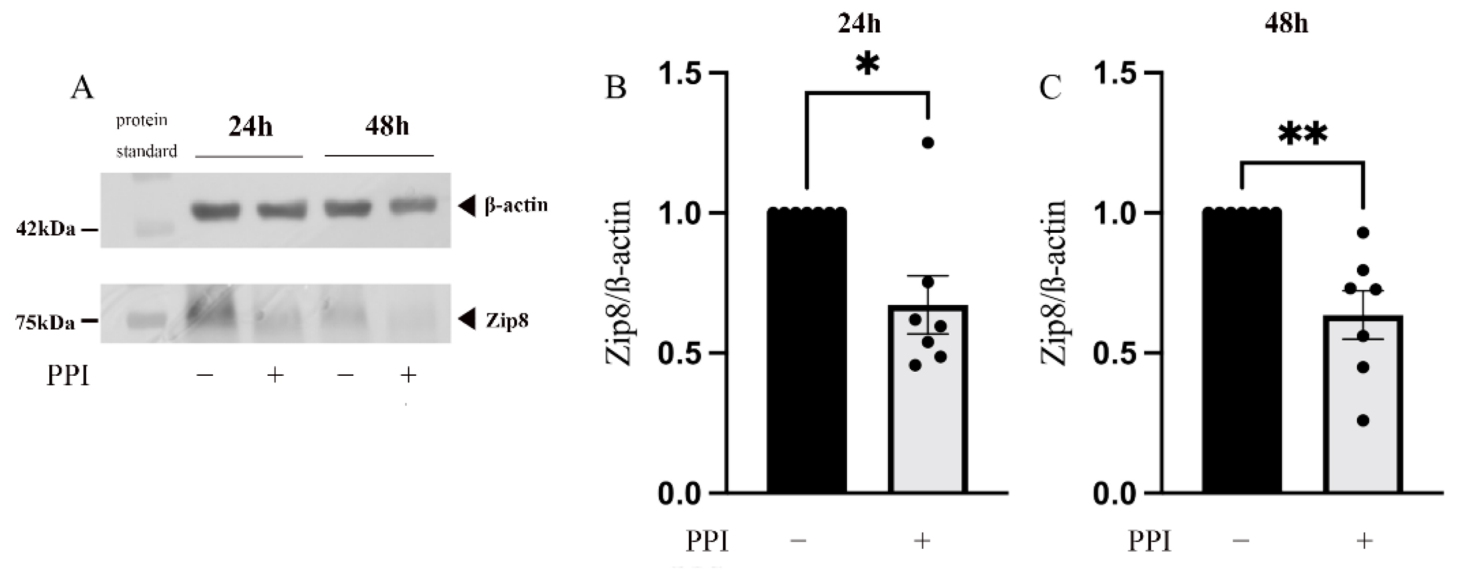 Ijms 24 01191 g003 Ijms 24 01191 g003