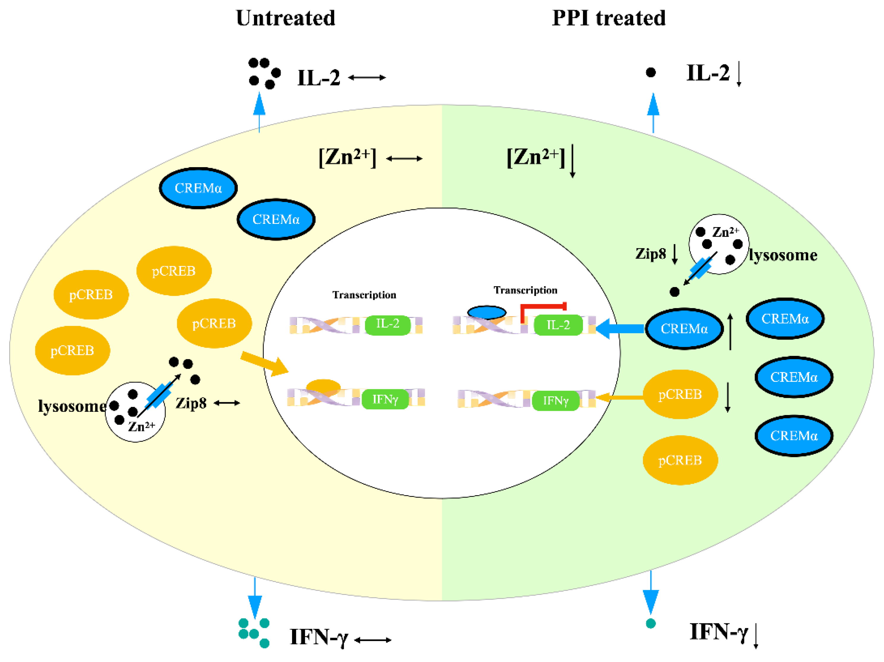 Ijms 24 01191 g006 Ijms 24 01191 g006