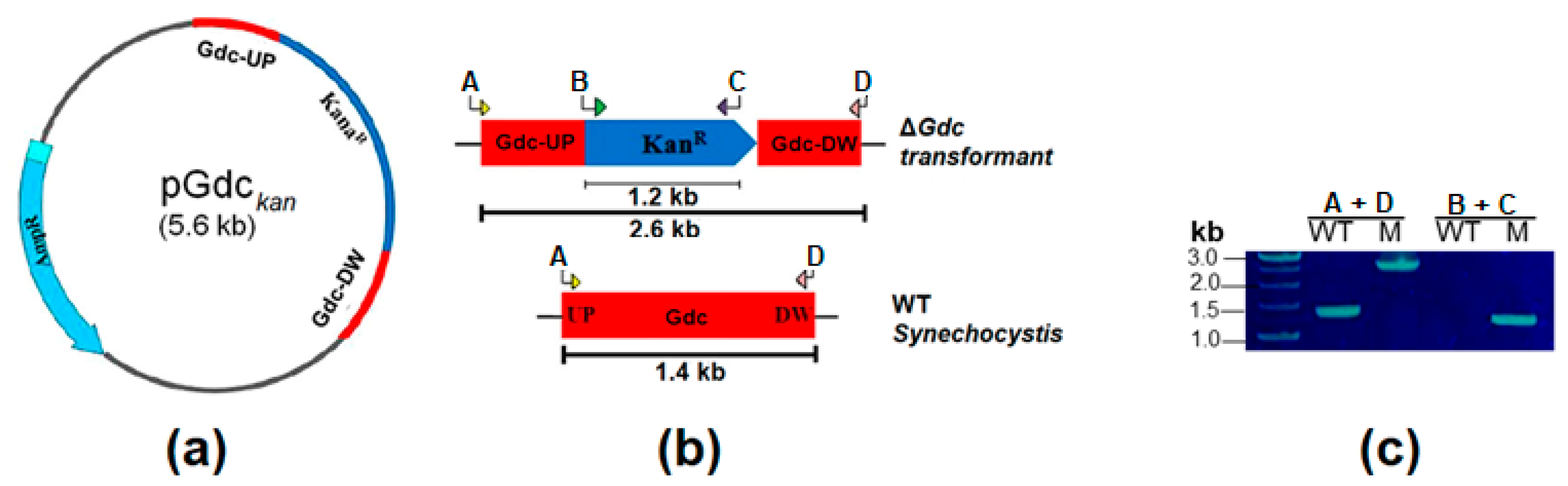 Ijms 24 01213 g002 Ijms 24 01213 g002