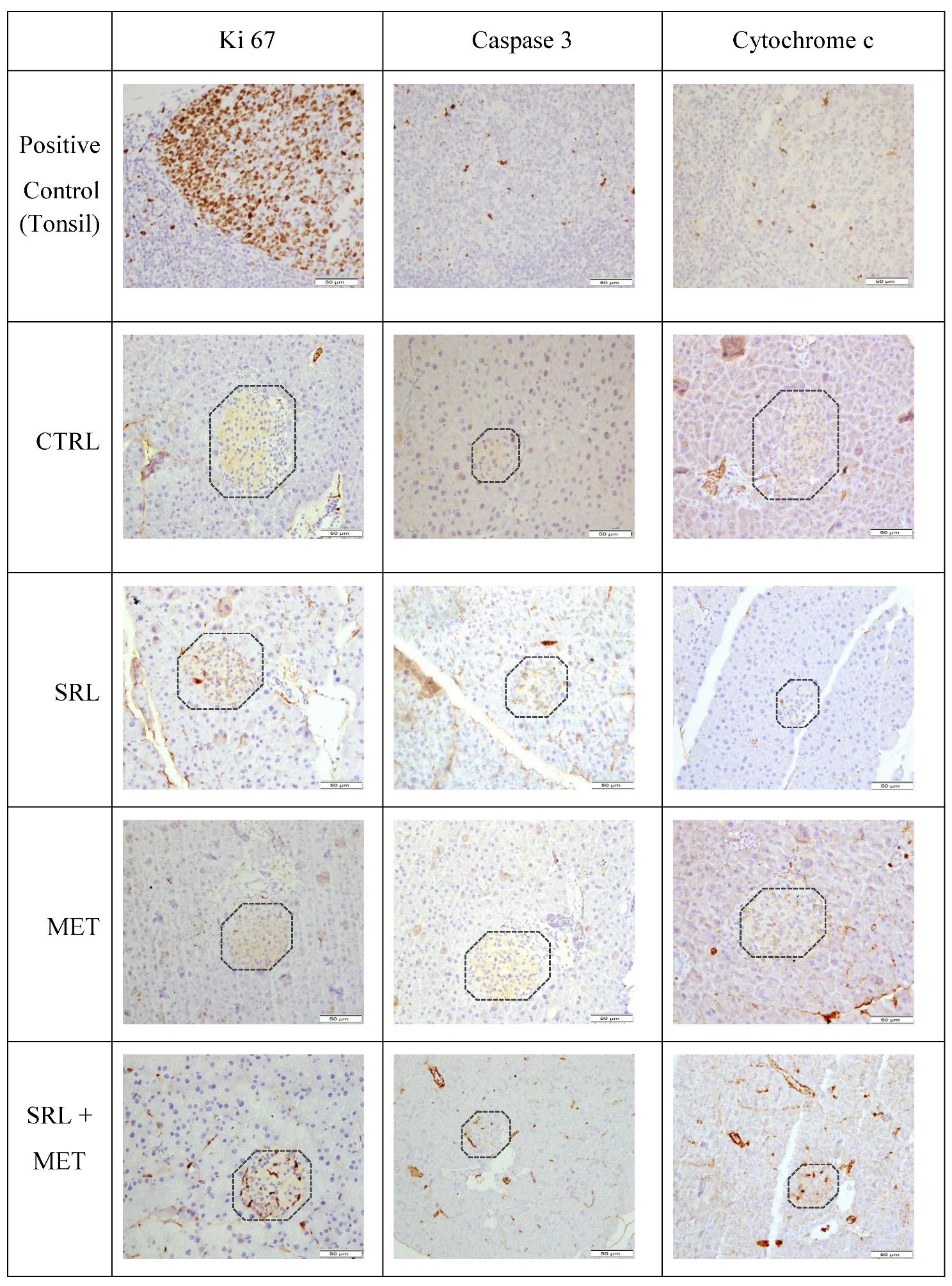 Ijms 24 01223 g008 Ijms 24 01223 g008