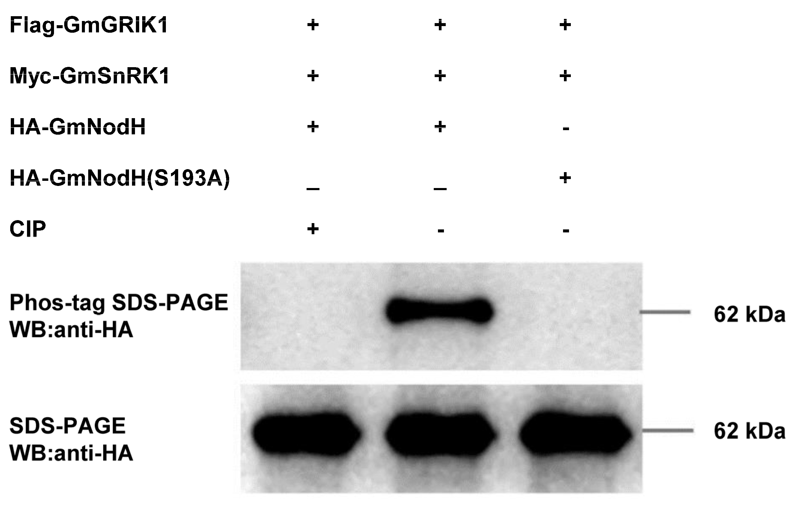 Ijms 24 01225 g005 Ijms 24 01225 g005