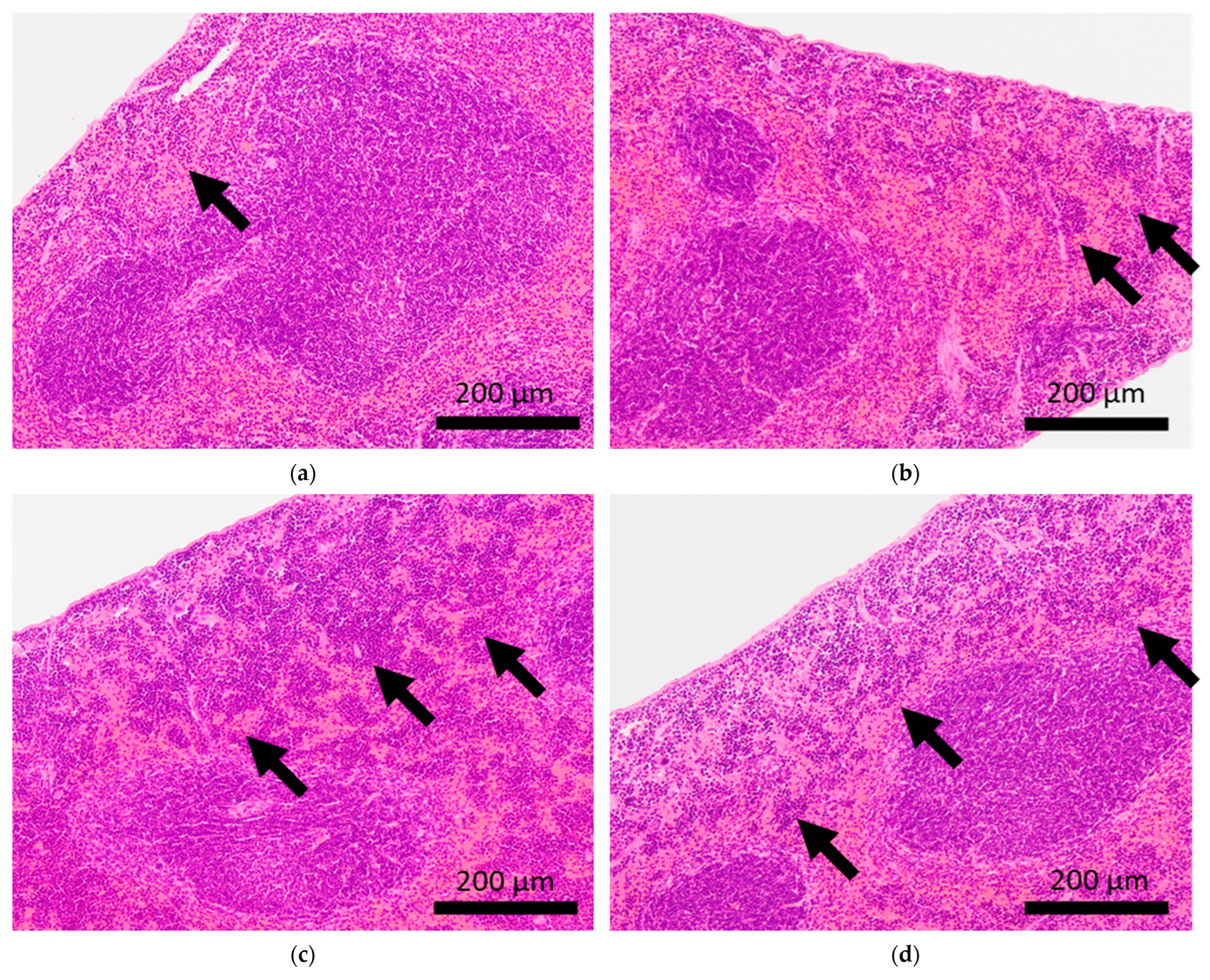 Ijms 24 01237 g004 Ijms 24 01237 g004